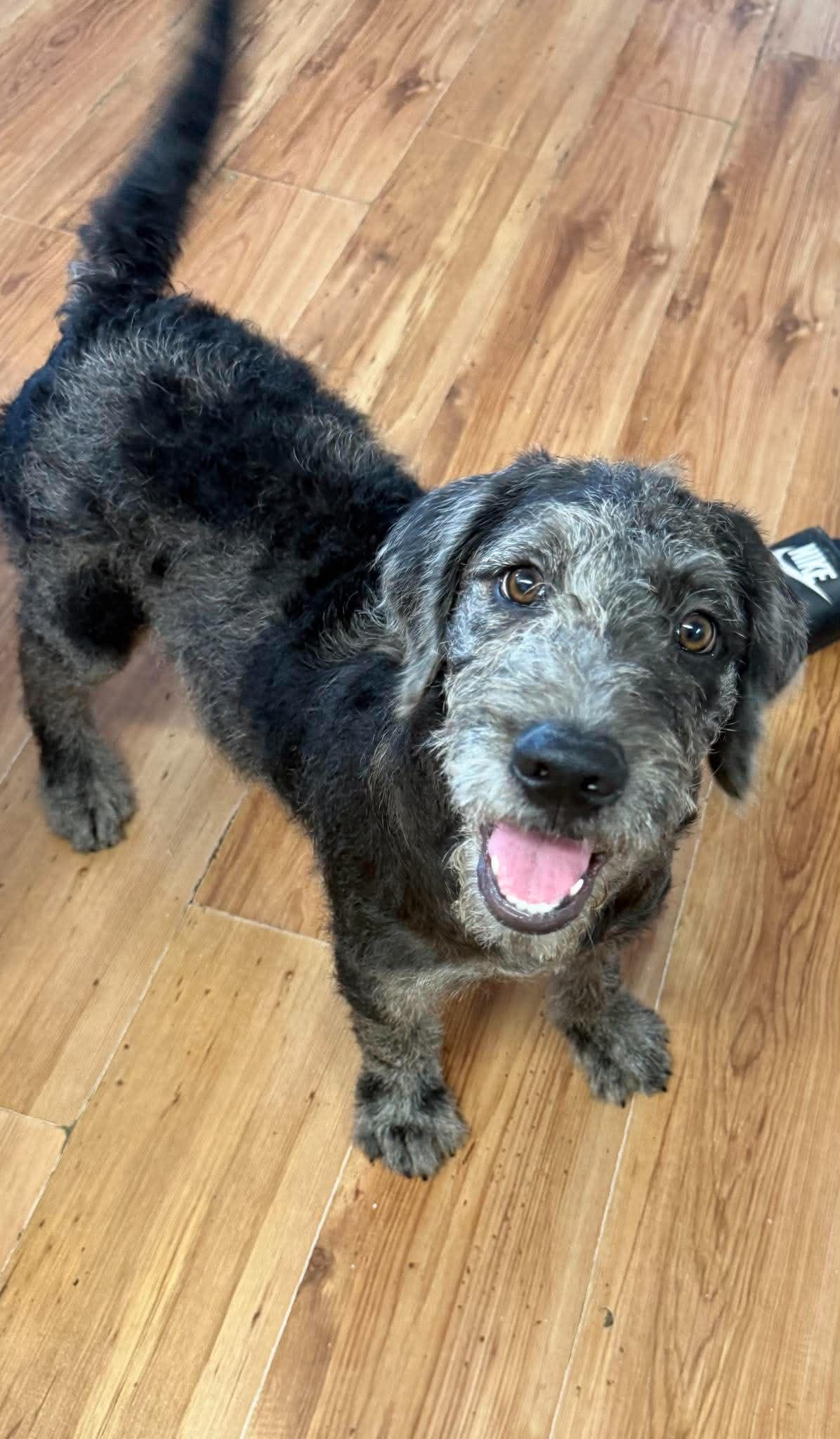 Jasper "HERE IN NH", ADOPTABLE, Puppy Male Mixed Breed.