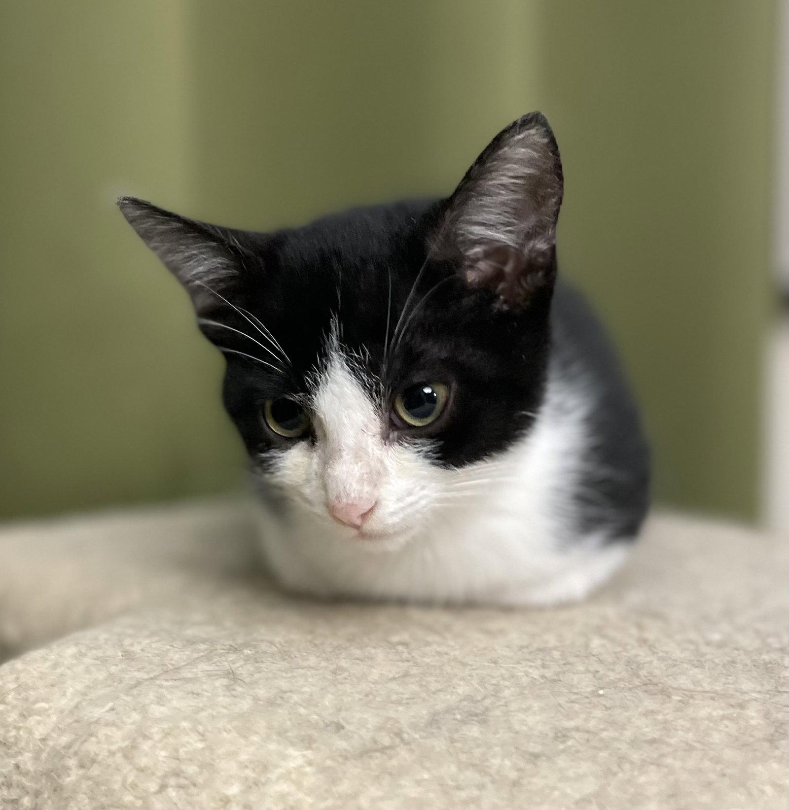 Boston Cream, Adopted, Young Male Domestic Short Hair.