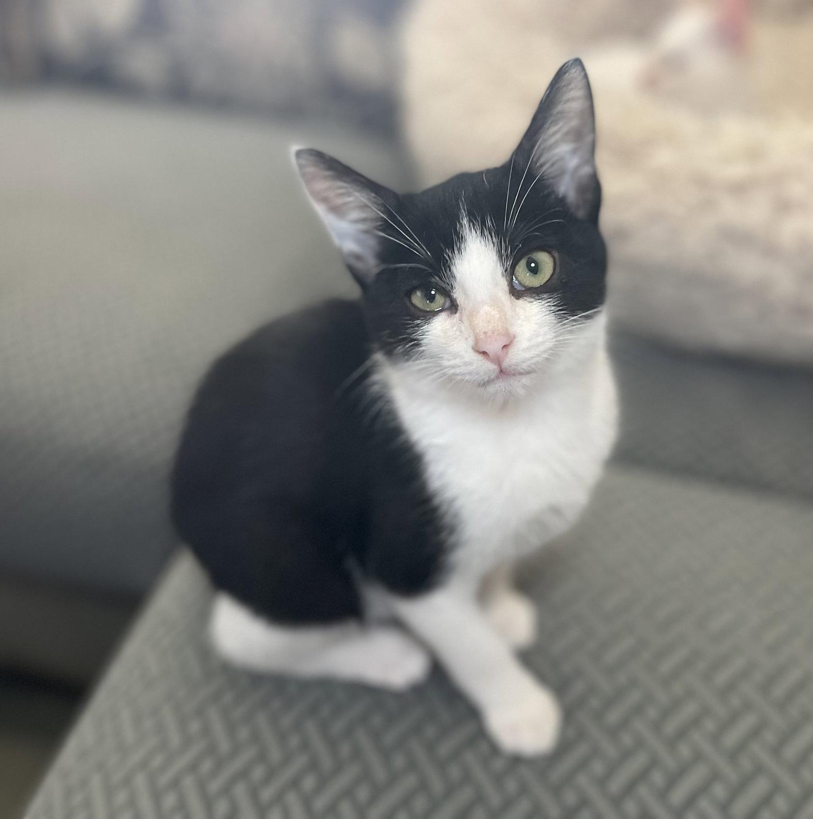 Boston Cream, a Adopted Domestic Short Hair in Oxford, MS image 2/3