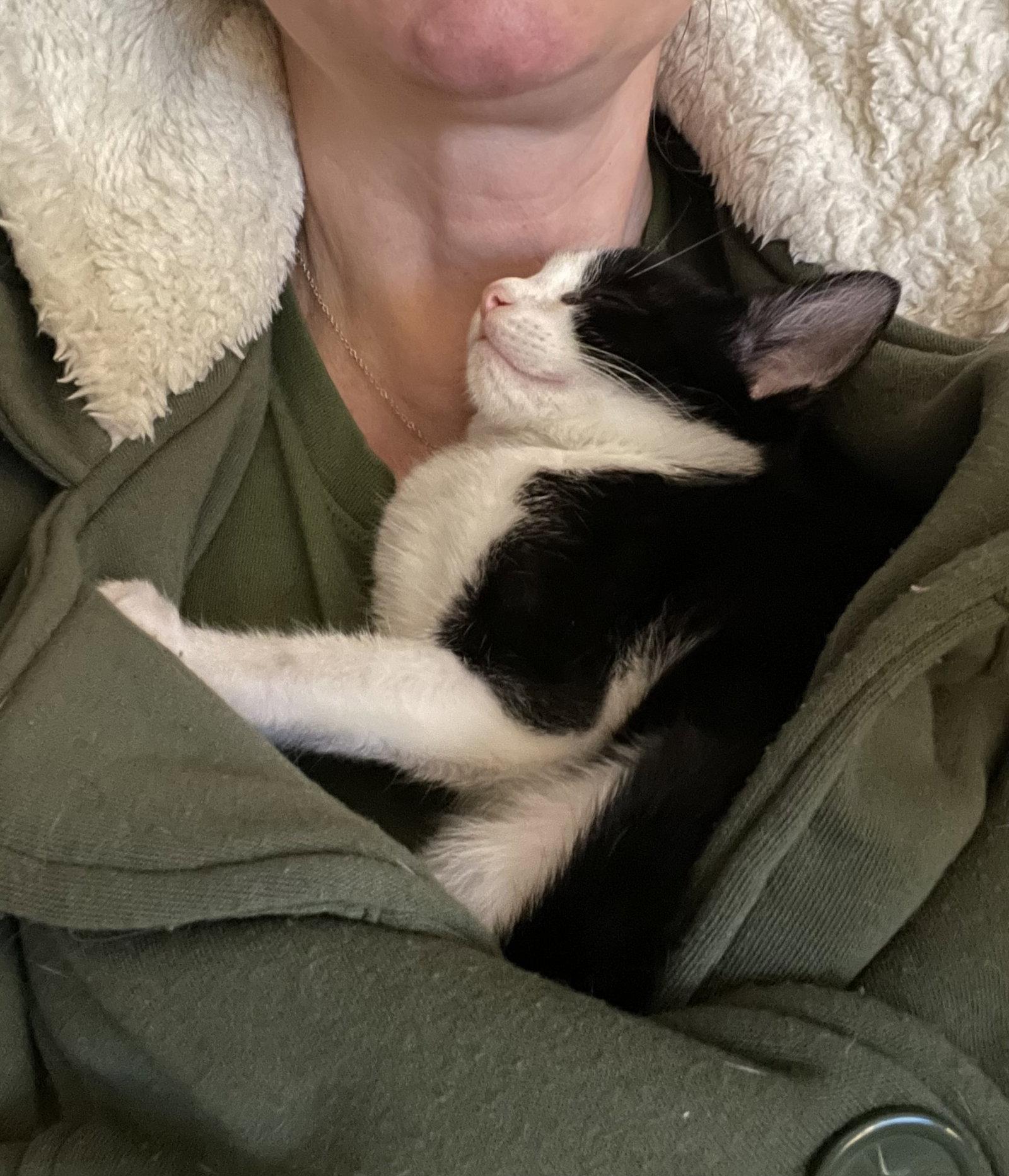 Boston Cream, a Adopted Domestic Short Hair in Oxford, MS image 3/3