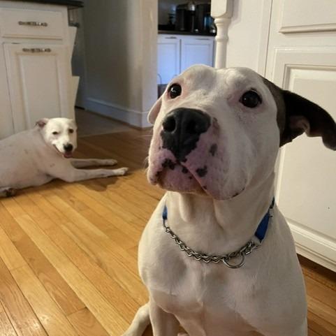Germanton, Adoptable, Adult Female Mixed Breed.