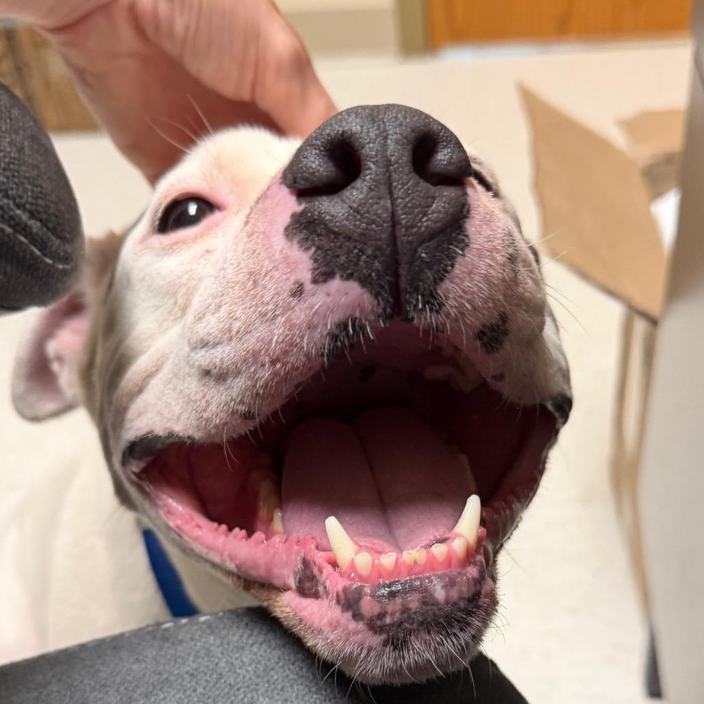 Germanton, a Adoptable Mixed Breed in Winston-Salem, NC image 3/6