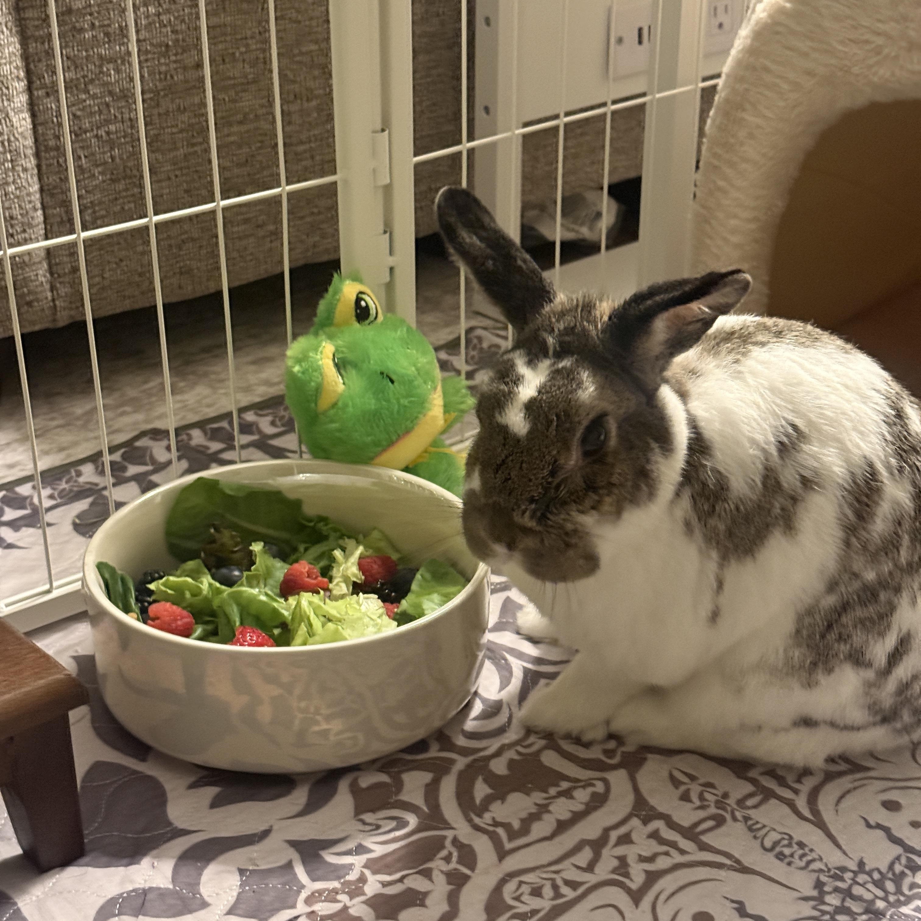 Saylor, a ADOPTABLE Bunny Rabbit in Naperville, IL image 3/5