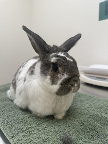 Saylor, a ADOPTABLE Bunny Rabbit in Naperville, IL image 4/5