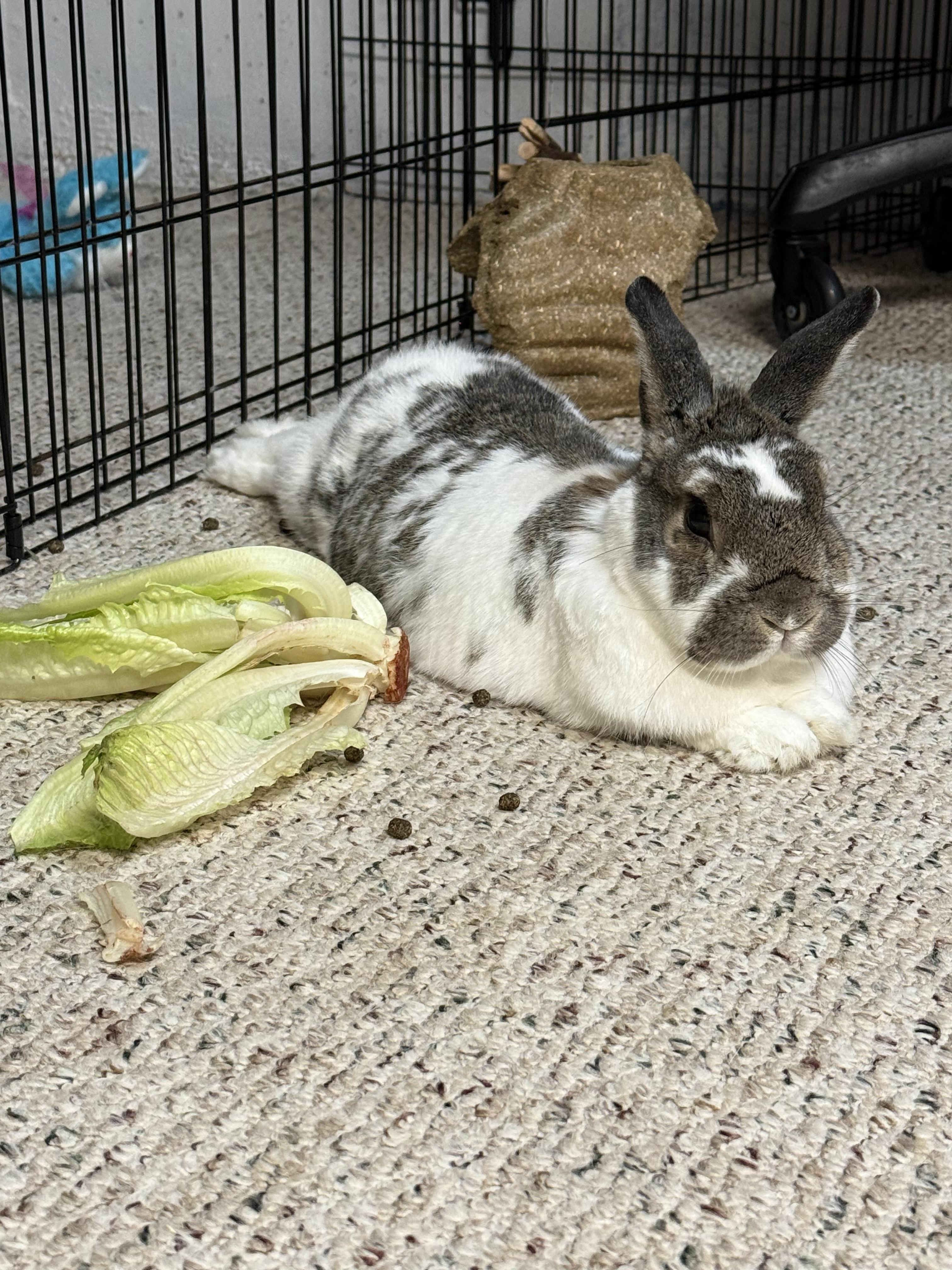 Saylor, a ADOPTABLE Bunny Rabbit in Naperville, IL image 5/5