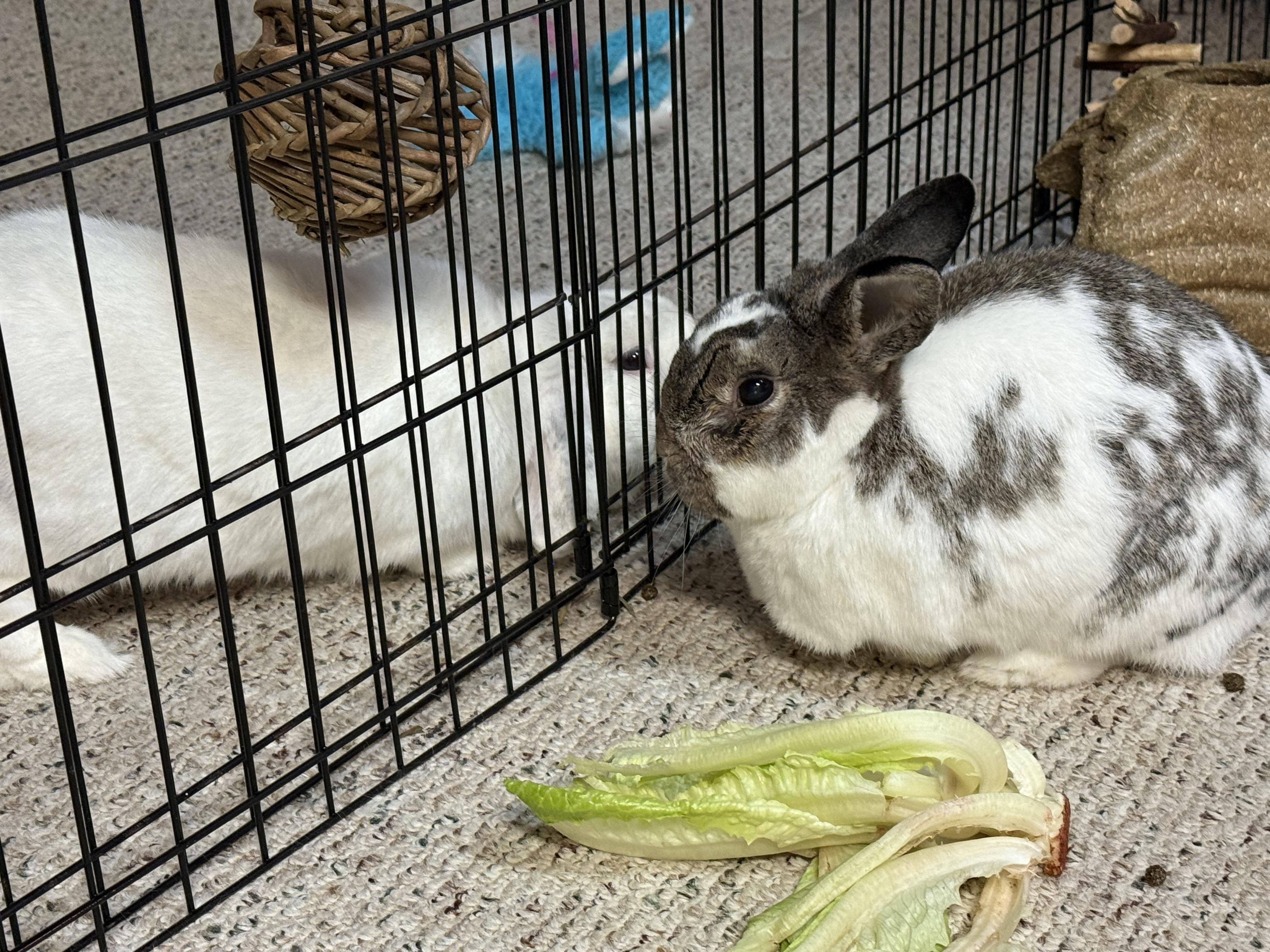 Saylor, a ADOPTABLE Bunny Rabbit in Naperville, IL image 2/5
