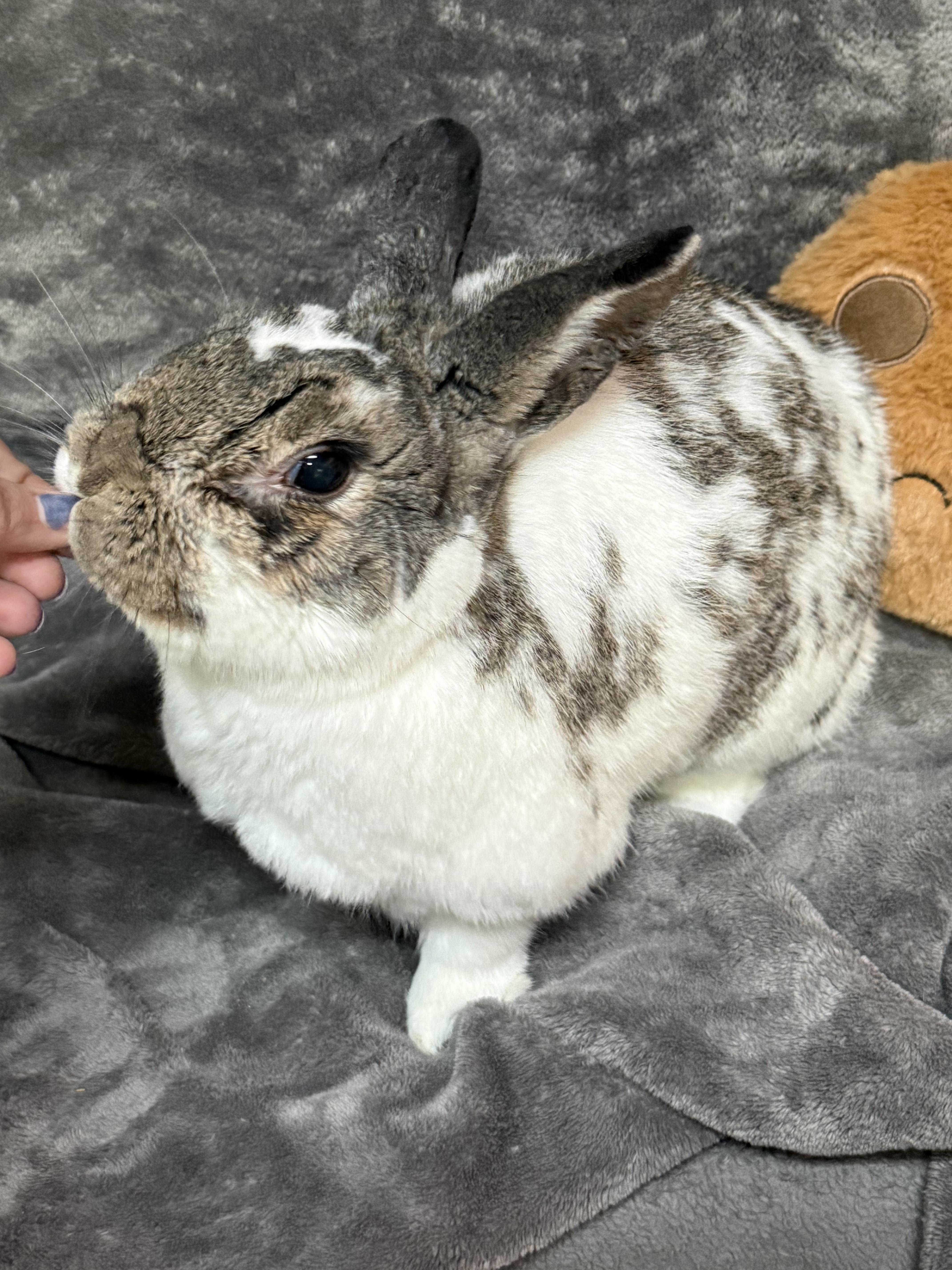 Saylor, ADOPTABLE, Adult Female Bunny Rabbit.