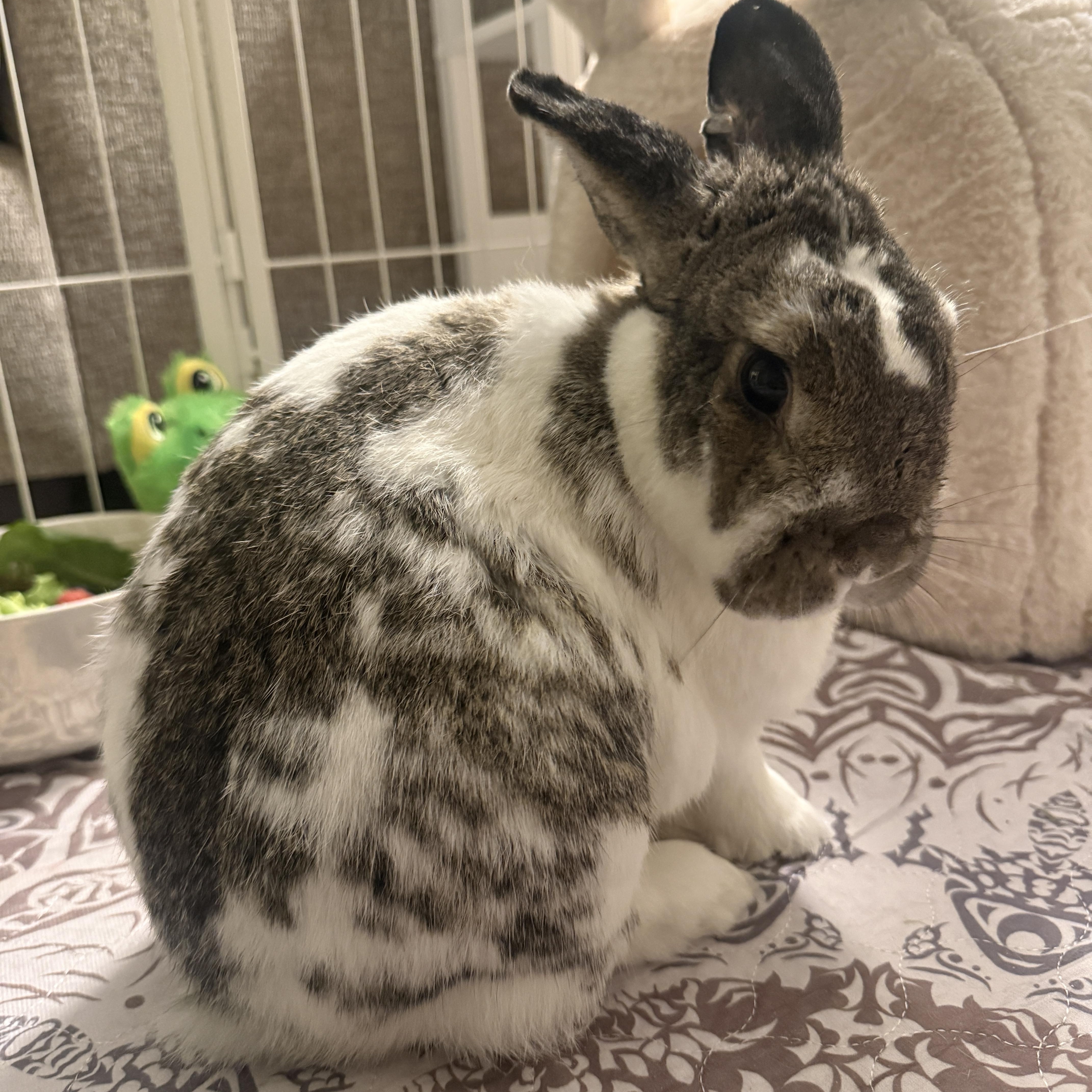 Saylor, ADOPTABLE, Adult Female Bunny Rabbit.