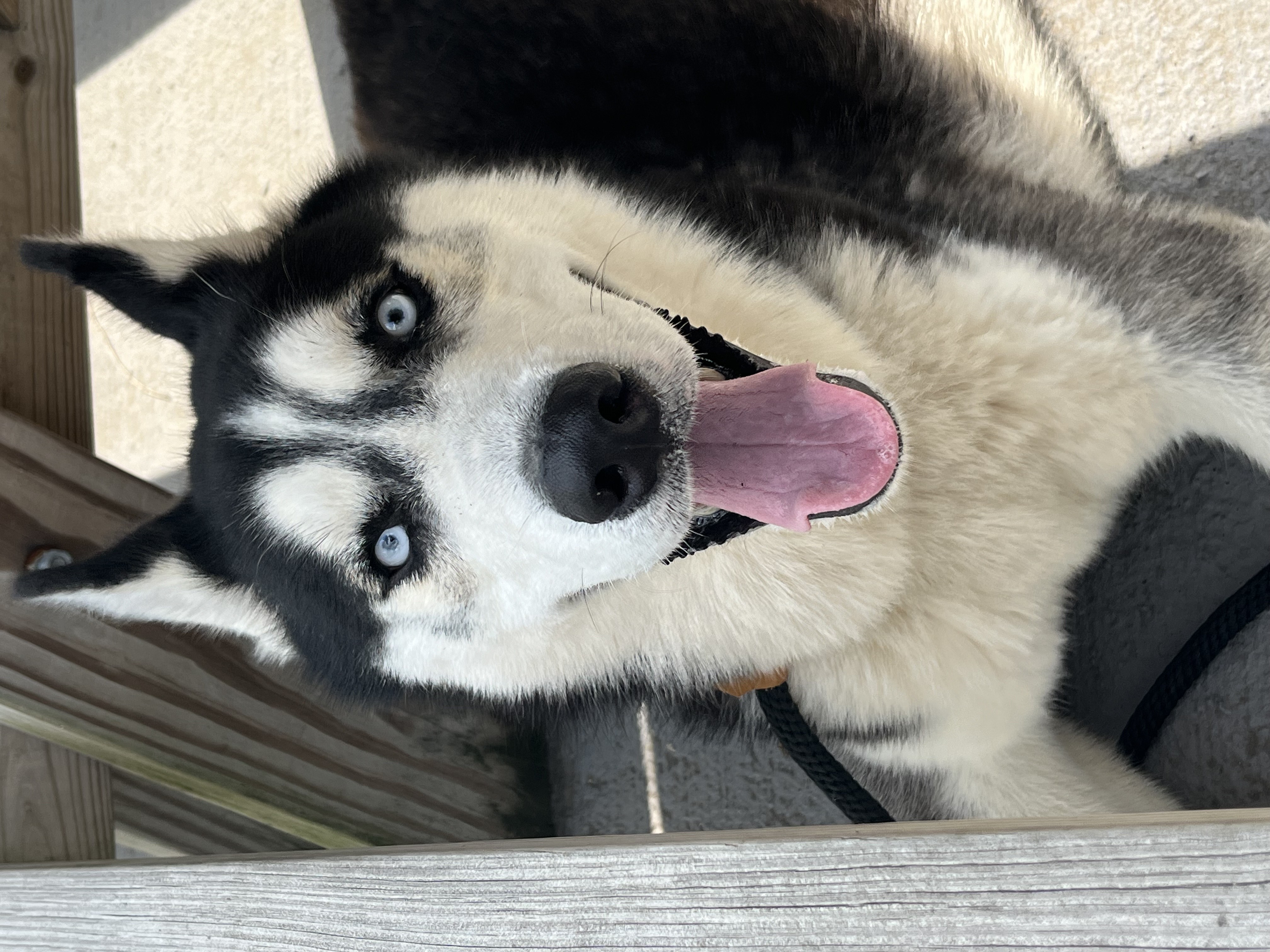 Enlarge Aspen, an adoptable mixed breed in Plainfield, NJ image 3/4