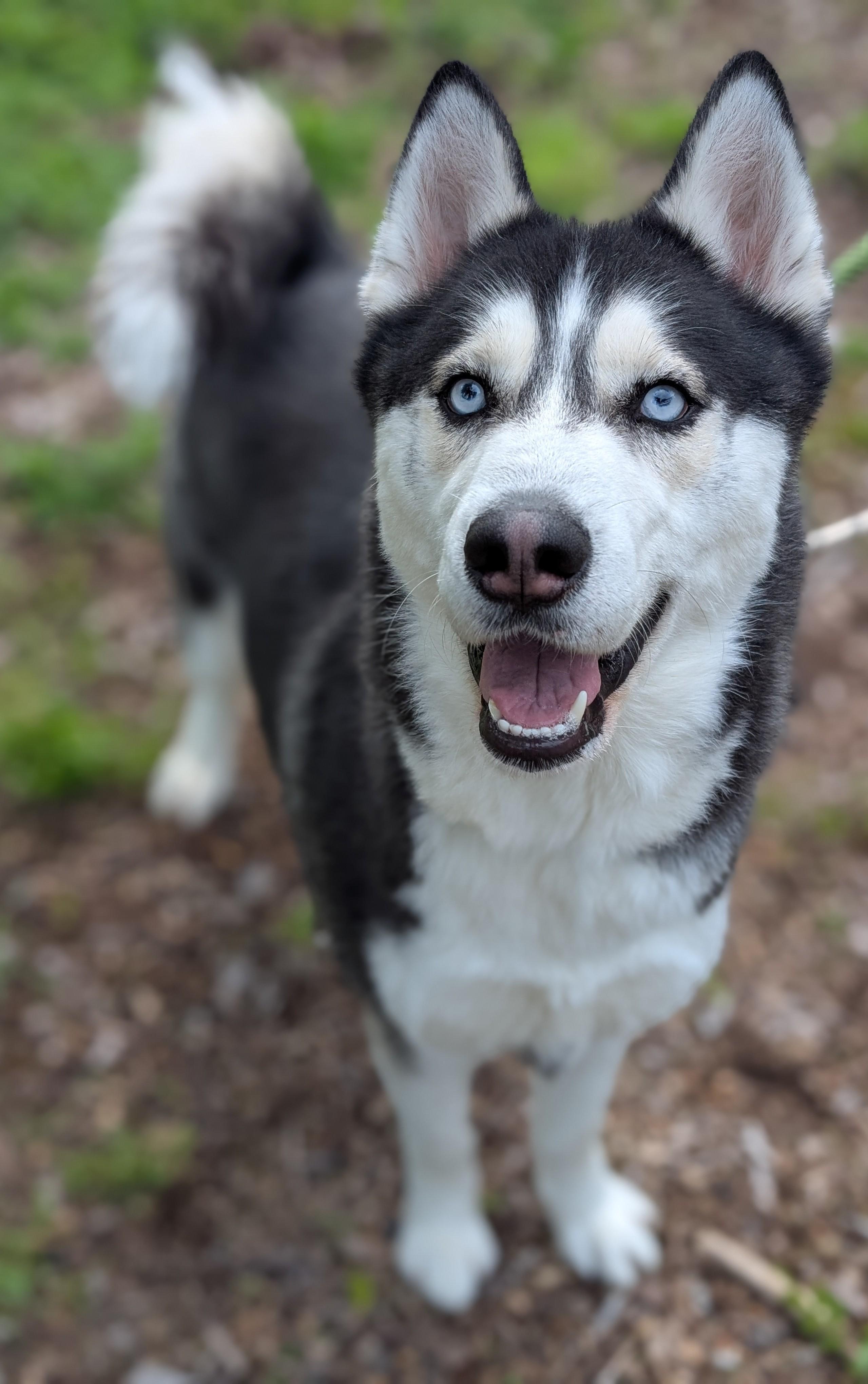 Enlarge Aspen, an adoptable mixed breed in Plainfield, NJ image 1/4