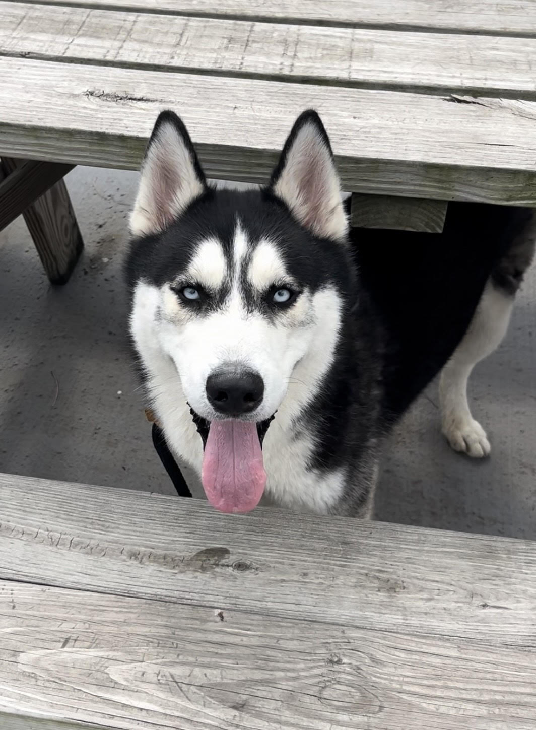 Enlarge Aspen, an adoptable mixed breed in Plainfield, NJ image 4/4