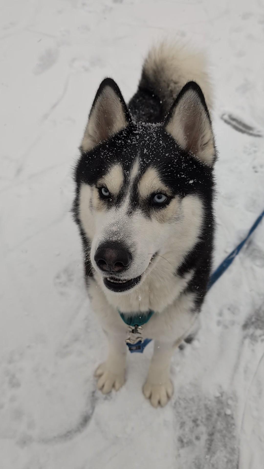 Enlarge Aspen, an adoptable mixed breed in Plainfield, NJ image 2/4