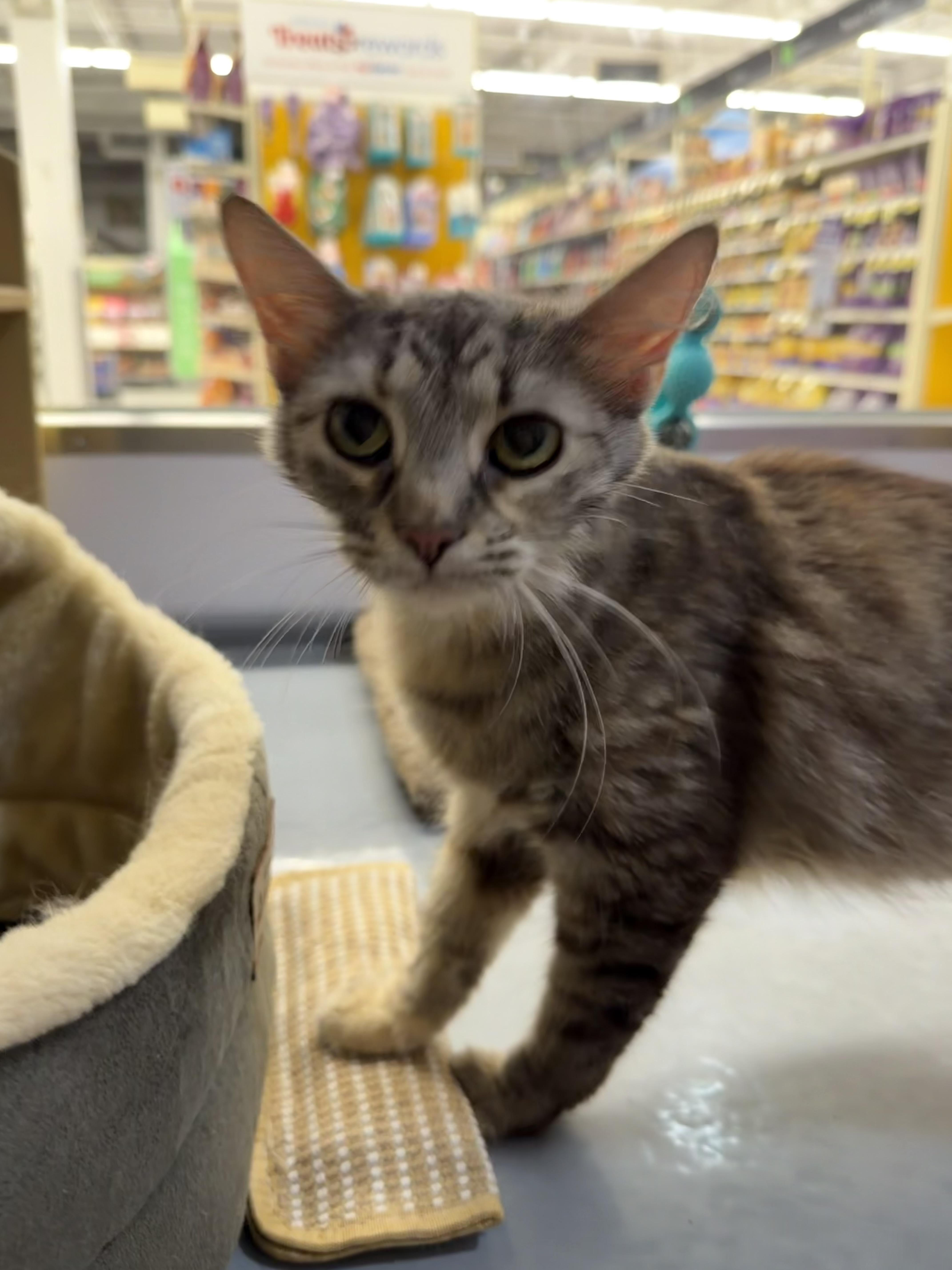 Enlarge Sweet potato, an adopted Domestic Medium Hair in Syosset, NY image 3/5