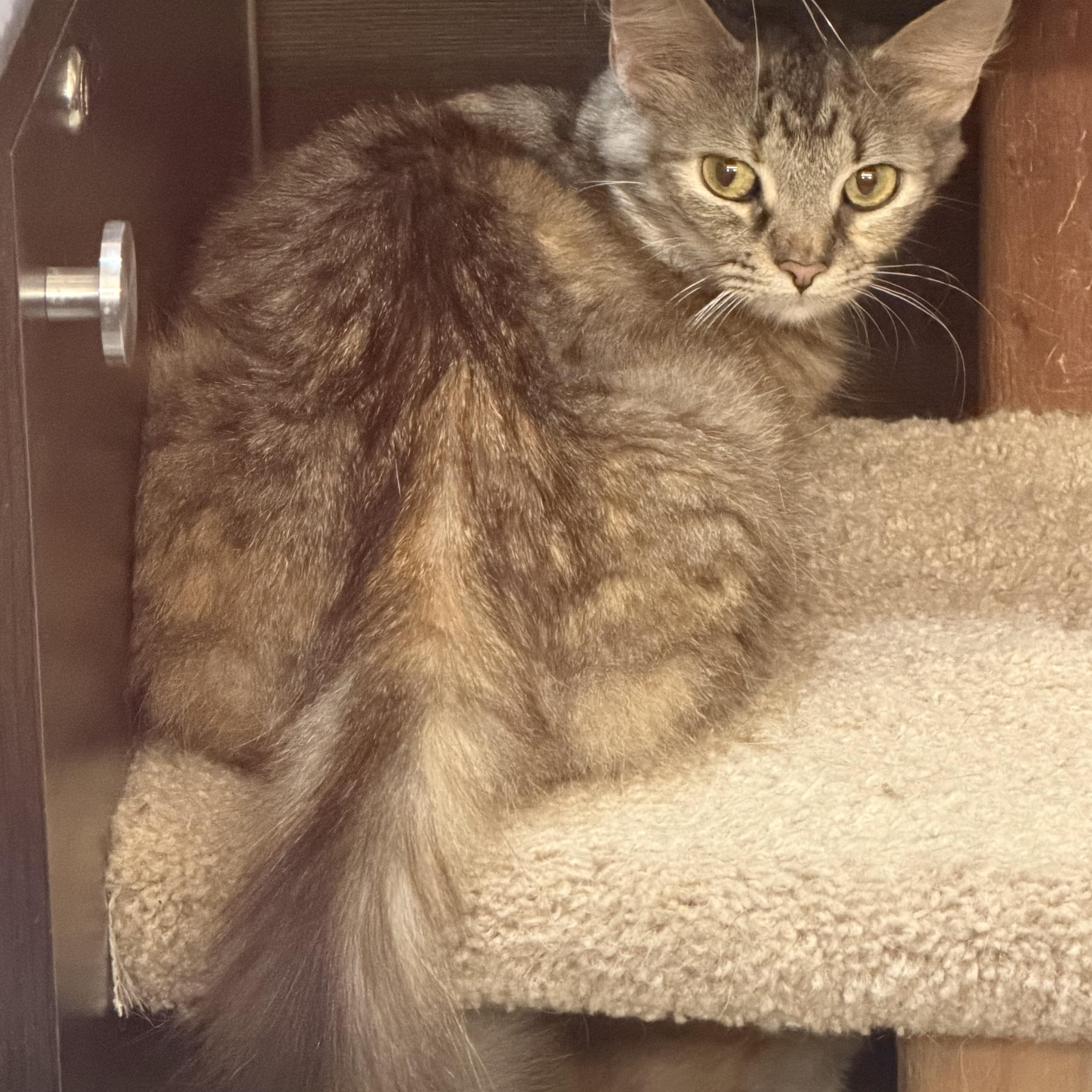 Enlarge Sweet potato, an adopted Domestic Medium Hair in Syosset, NY image 4/5
