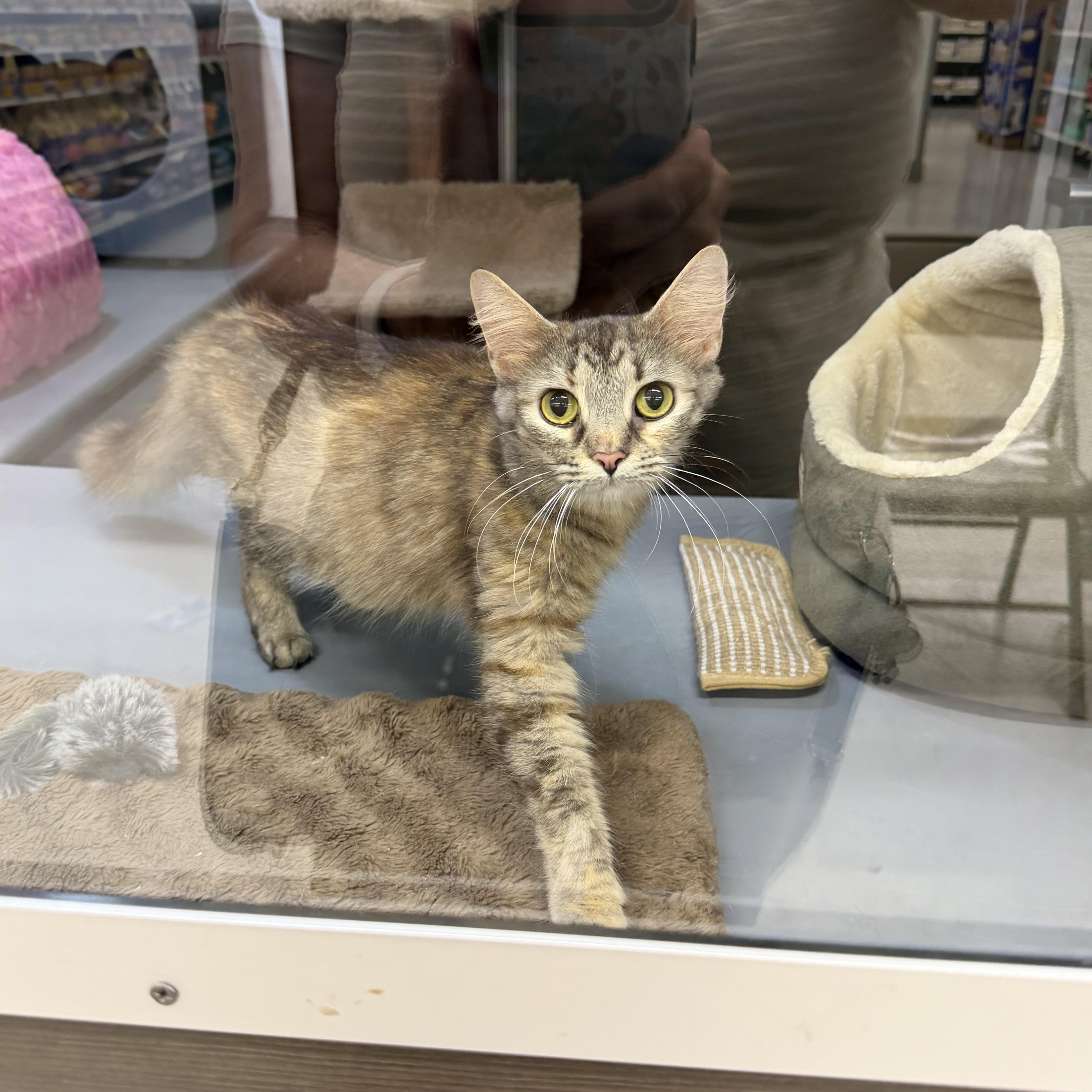 Enlarge Sweet potato, an adopted Domestic Medium Hair in Syosset, NY image 5/5