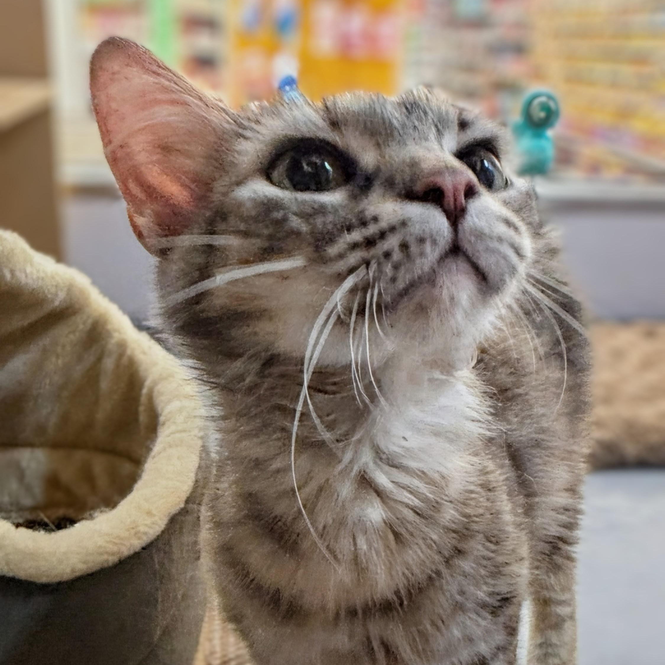 Enlarge Sweet potato, an adopted Domestic Medium Hair in Syosset, NY image 2/5