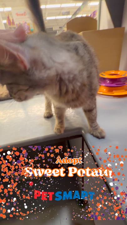 Enlarge Sweet potato, an adopted Domestic Medium Hair in Syosset, NY video 1/5