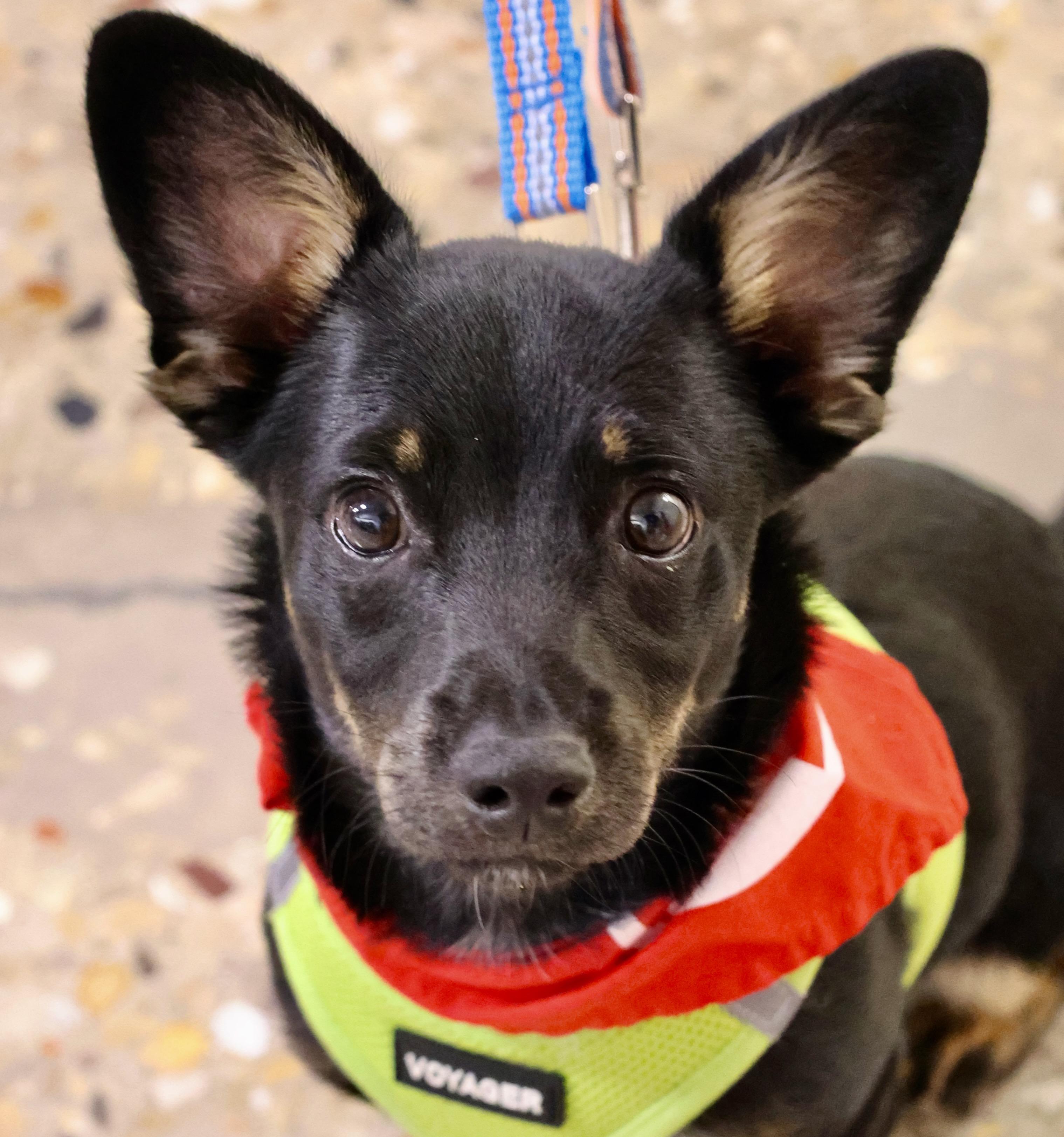 Enlarge Biscuit, an adoptable mixed breed in Palatine, IL image 3/6