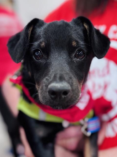 Enlarge Biscuit, an adoptable mixed breed in Palatine, IL image 2/6