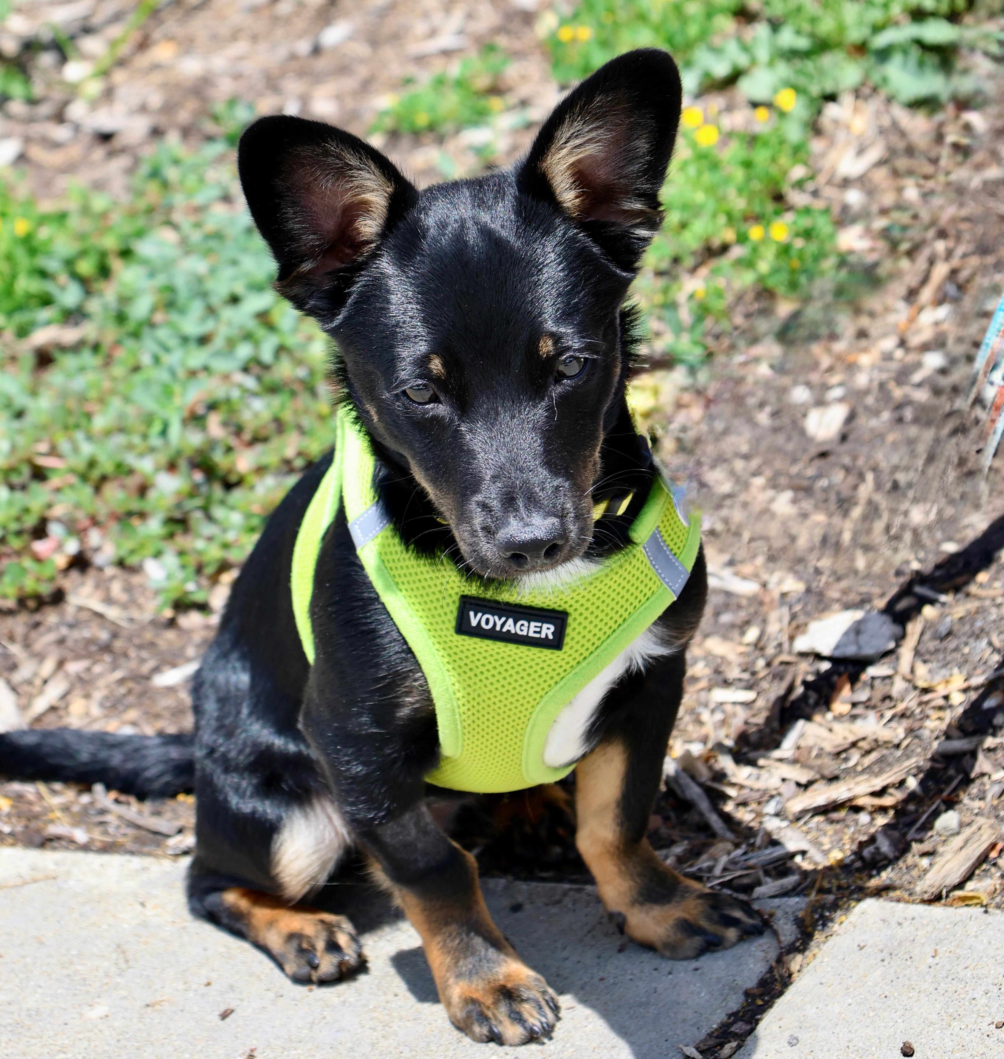 Enlarge Biscuit, an adoptable mixed breed in Palatine, IL image 4/6