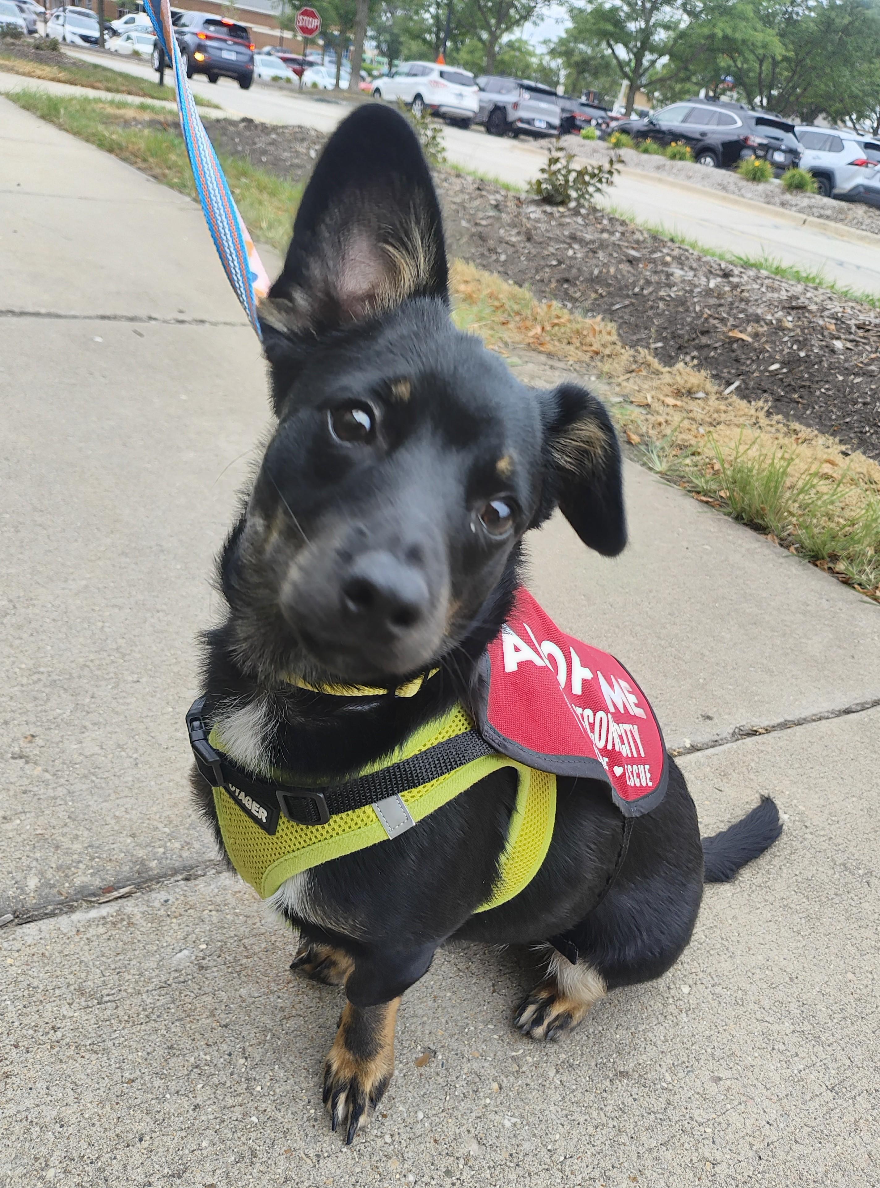 Biscut, adoptable, Puppy Male Terrier & Mixed Breed.