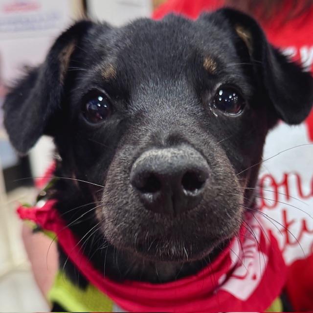 Enlarge Biscuit, an adoptable mixed breed in Palatine, IL image 1/6