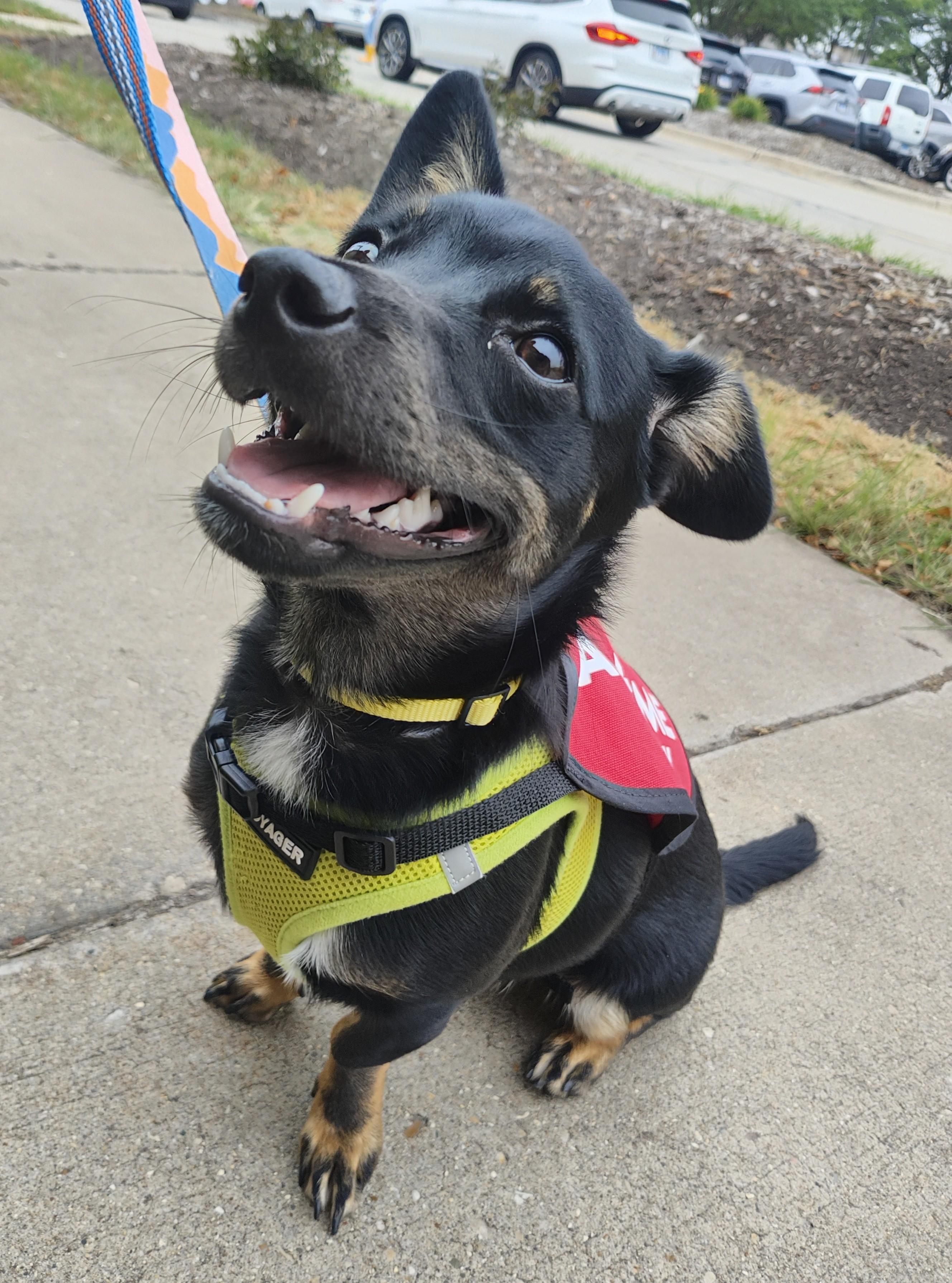 Biscut, an adoptable mixed breed in Palatine, IL image 4/6