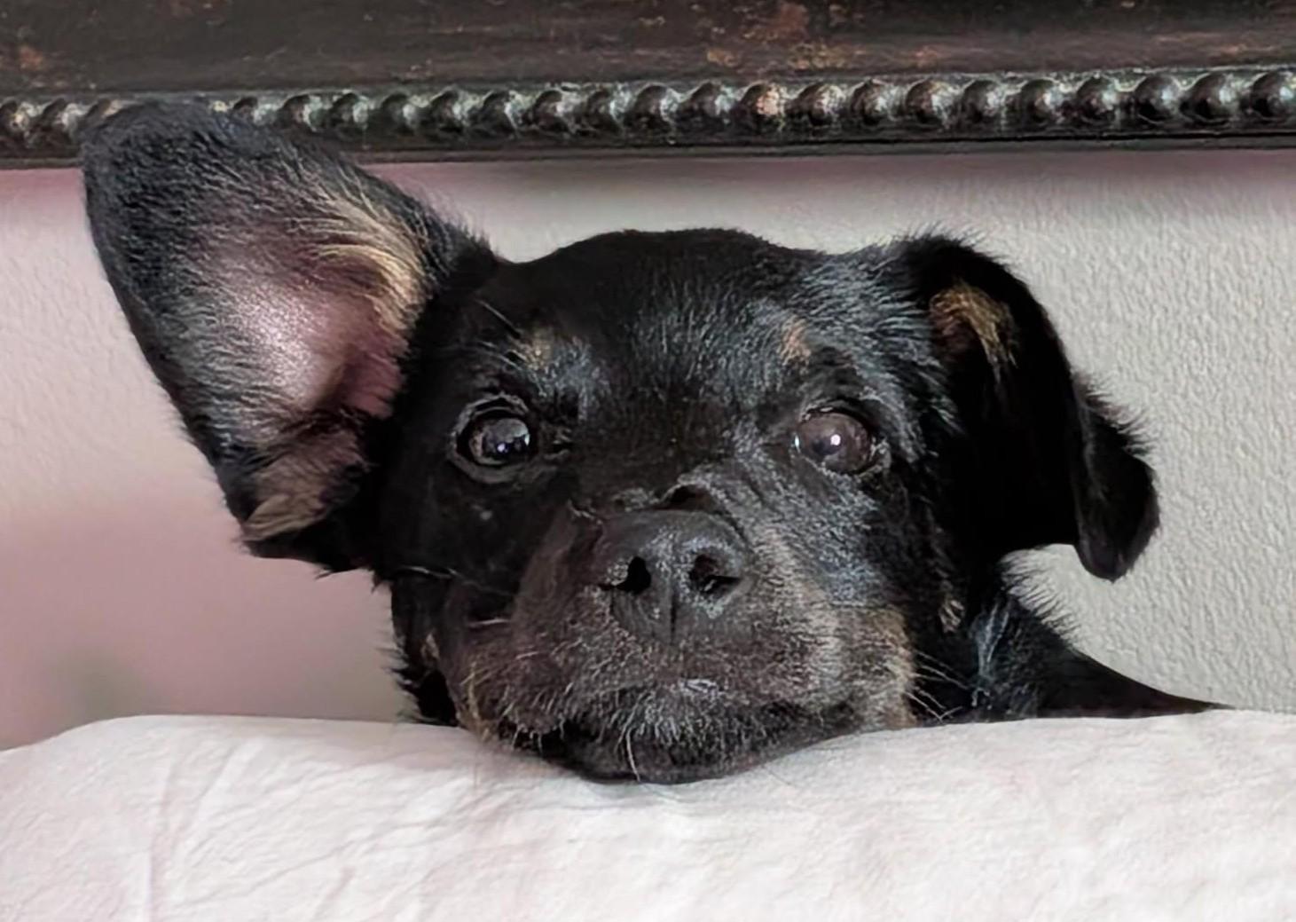 Enlarge Biscuit, an adoptable mixed breed in Palatine, IL image 5/6