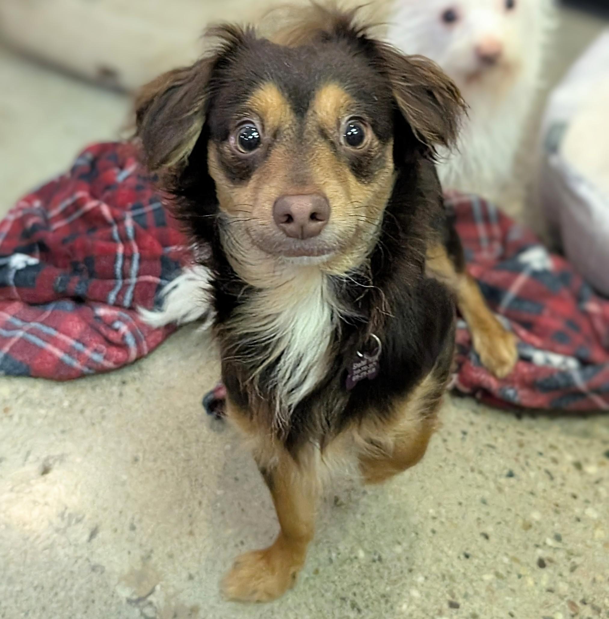 Golden Nugget, a Adoptable Chihuahua in Thousand Oaks, CA image 1/5