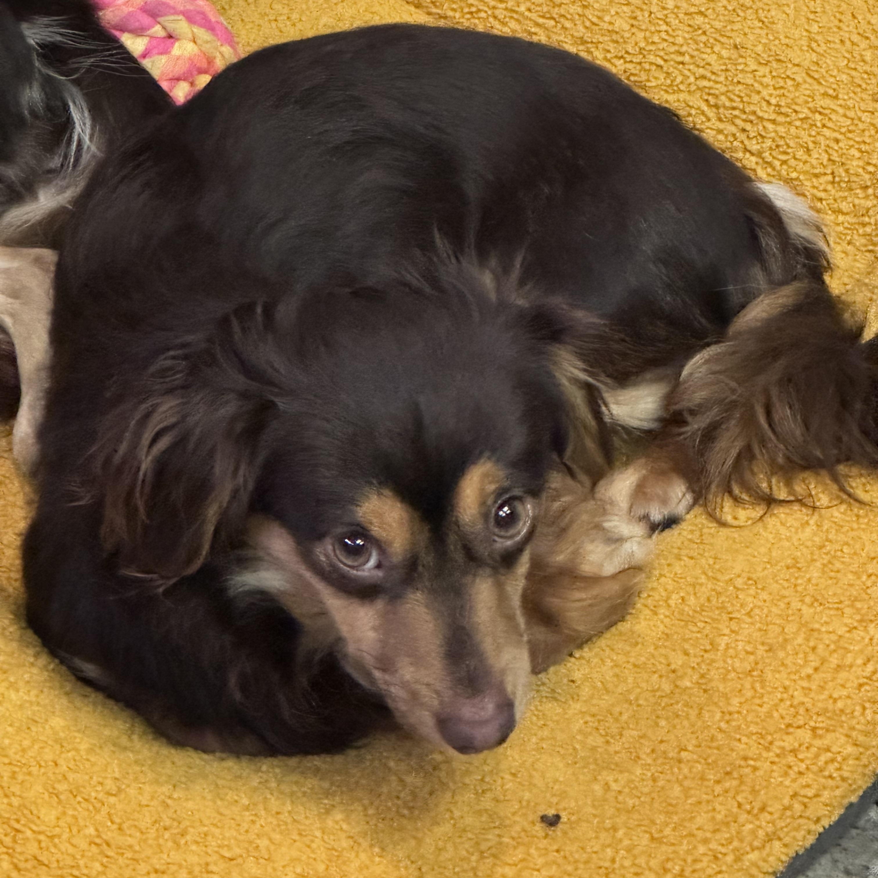 Golden Nugget, Adoptable, Puppy Male Chihuahua.