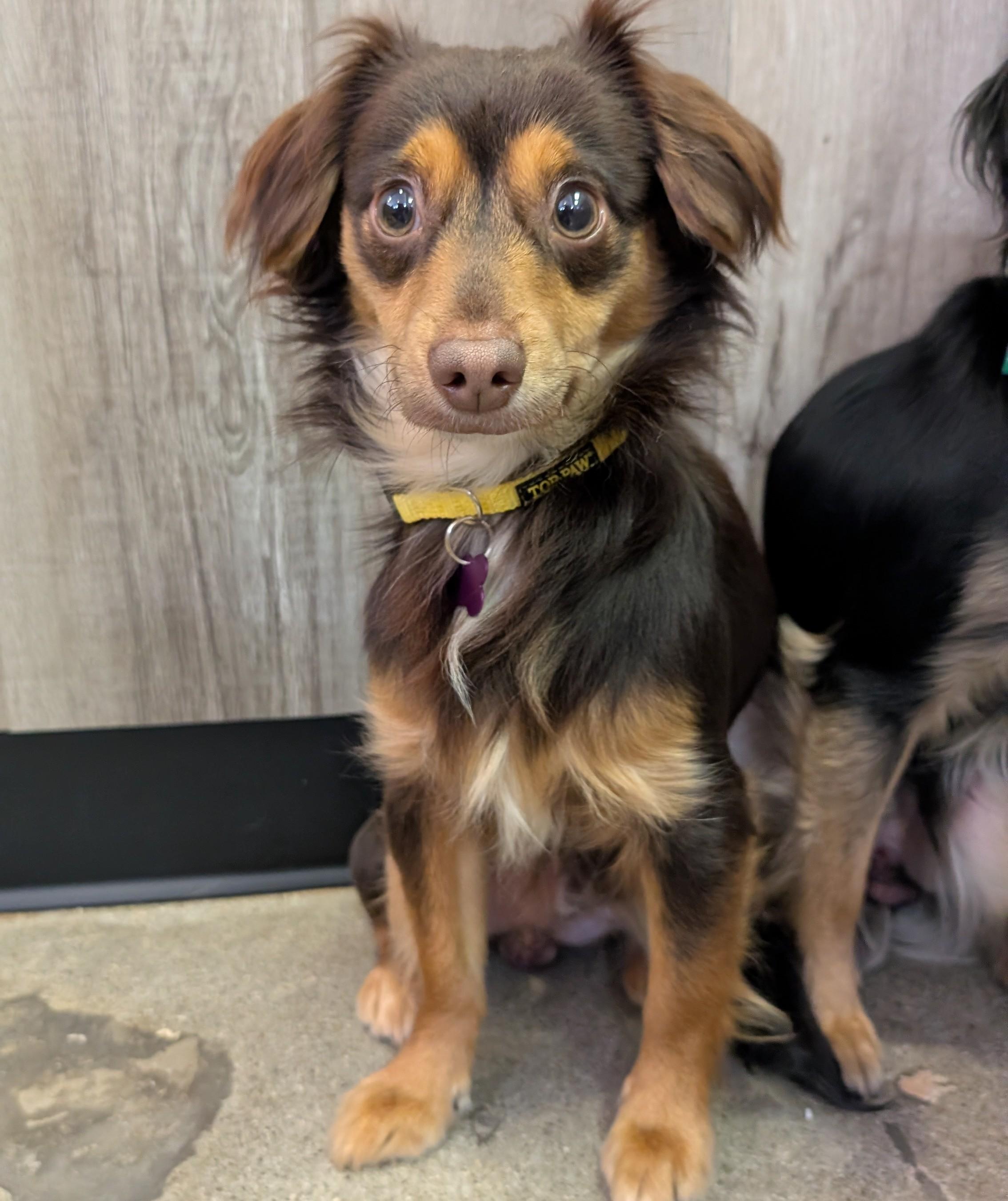 Golden Nugget, a Adoptable Chihuahua in Thousand Oaks, CA image 5/5