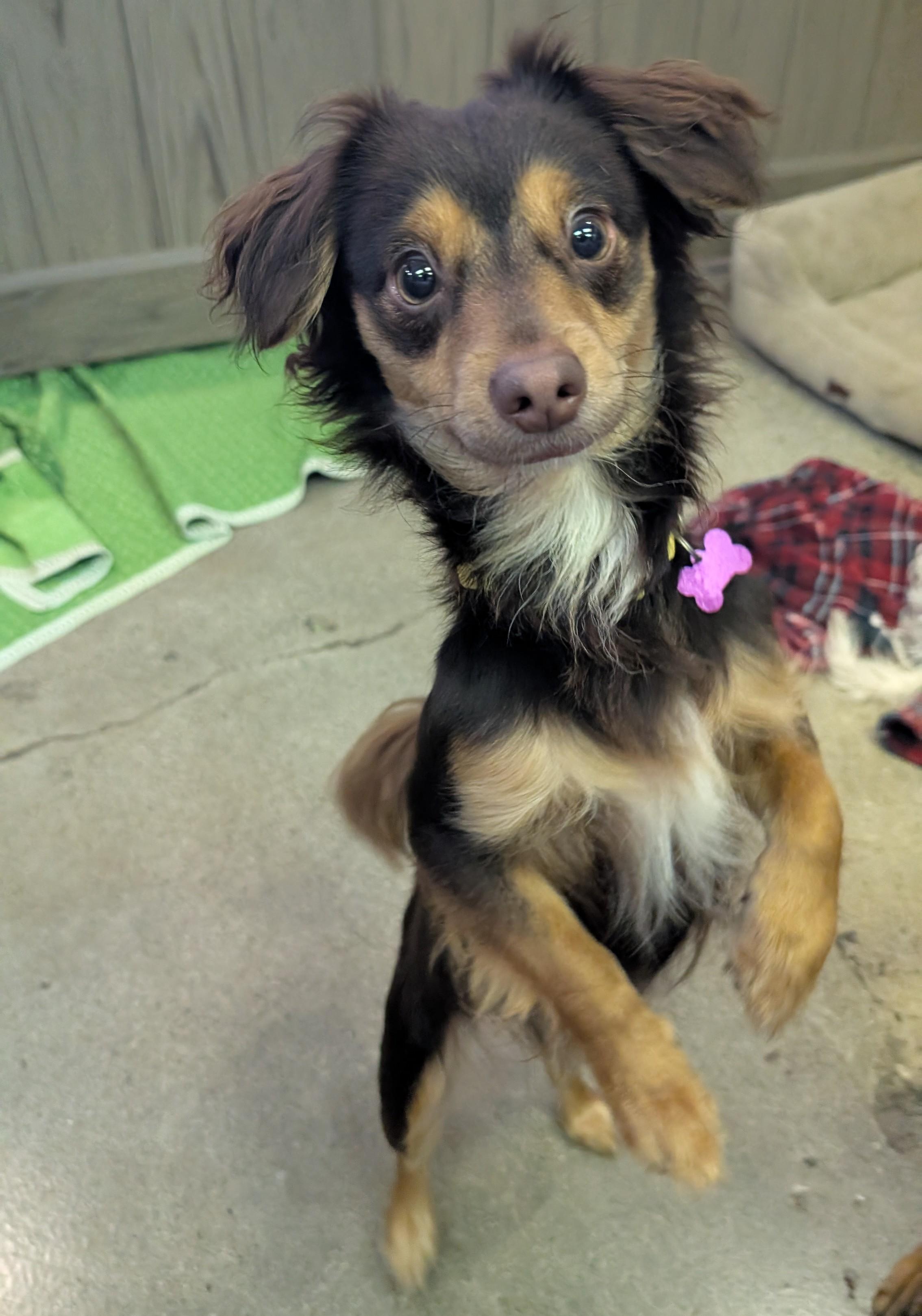Golden Nugget, a Adoptable Chihuahua in Thousand Oaks, CA image 3/5