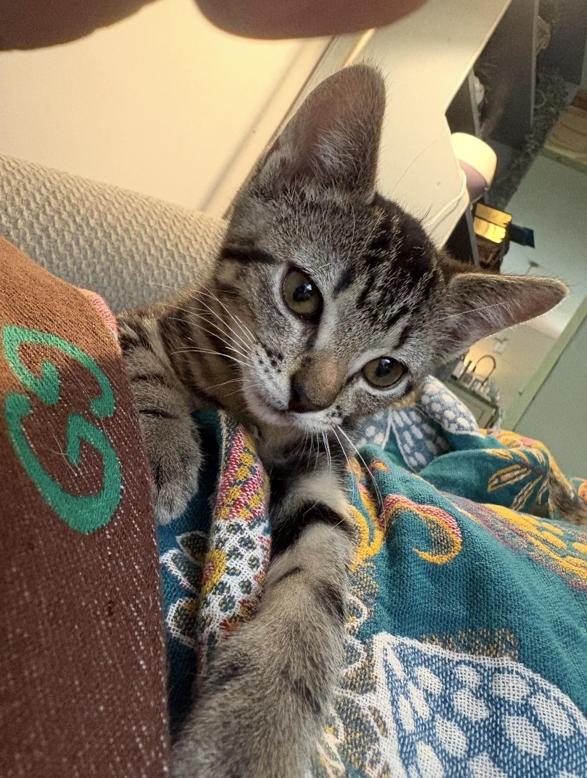 Easter Lily, a ADOPTABLE Domestic Short Hair in Kannapolis, NC image 2/3
