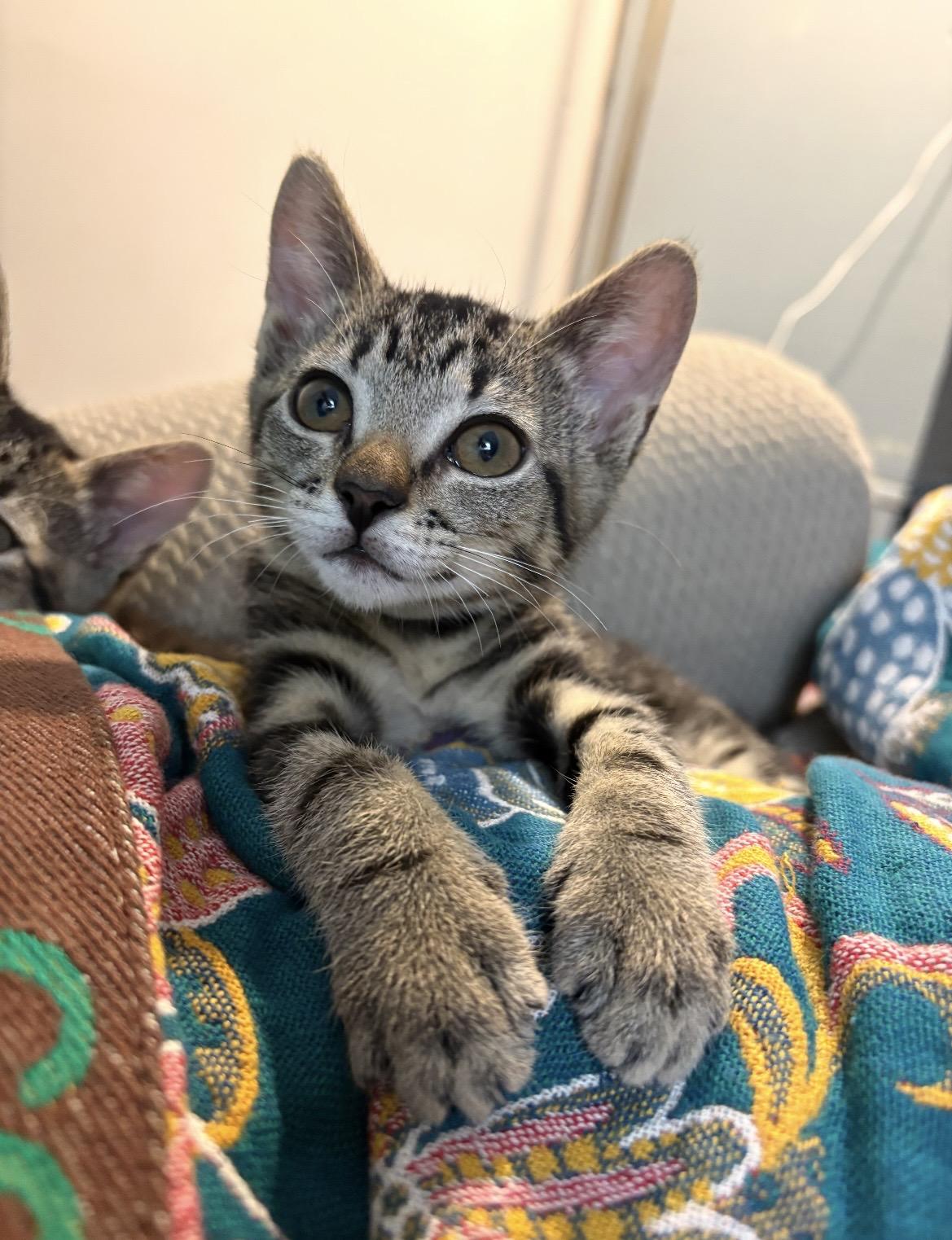 Easter Lily, a ADOPTABLE Domestic Short Hair in Kannapolis, NC image 3/3