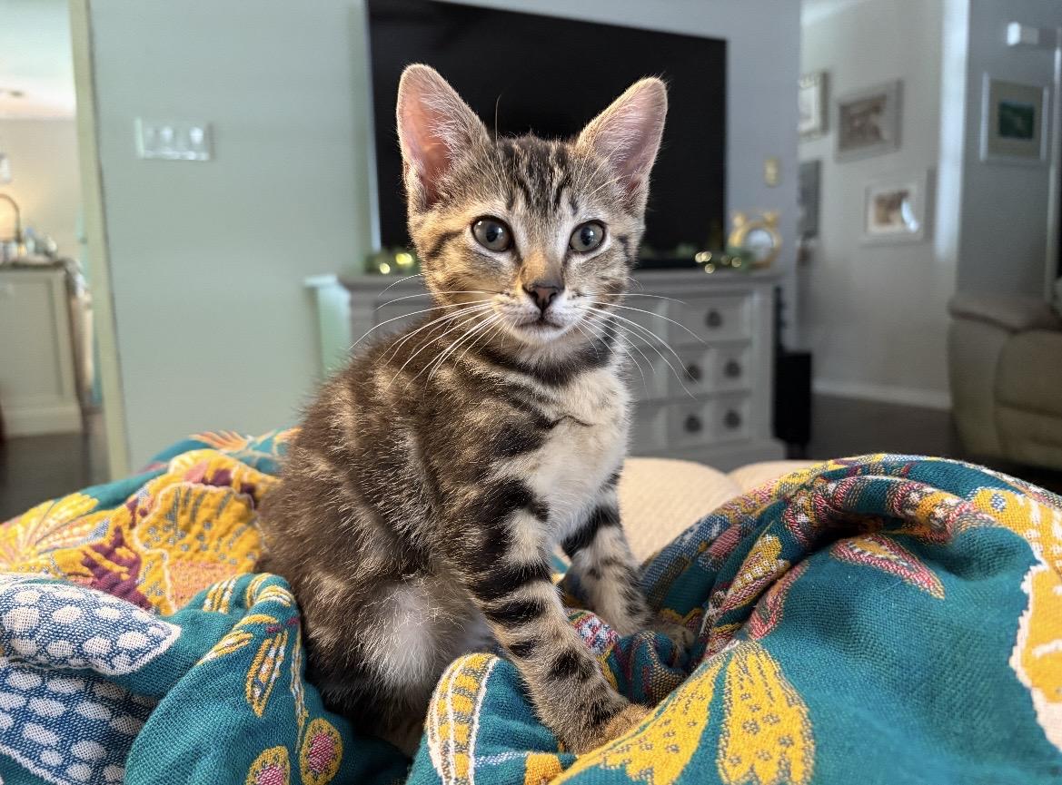Easter Lily, a ADOPTABLE Domestic Short Hair in Kannapolis, NC image 1/3