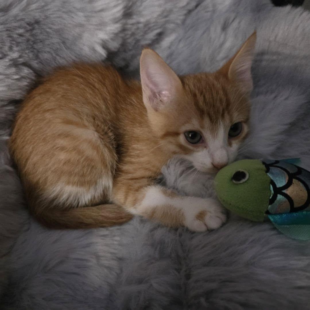 Enlarge Lancer, an adoptable Domestic Short Hair in Queen Creek, AZ image 3/4