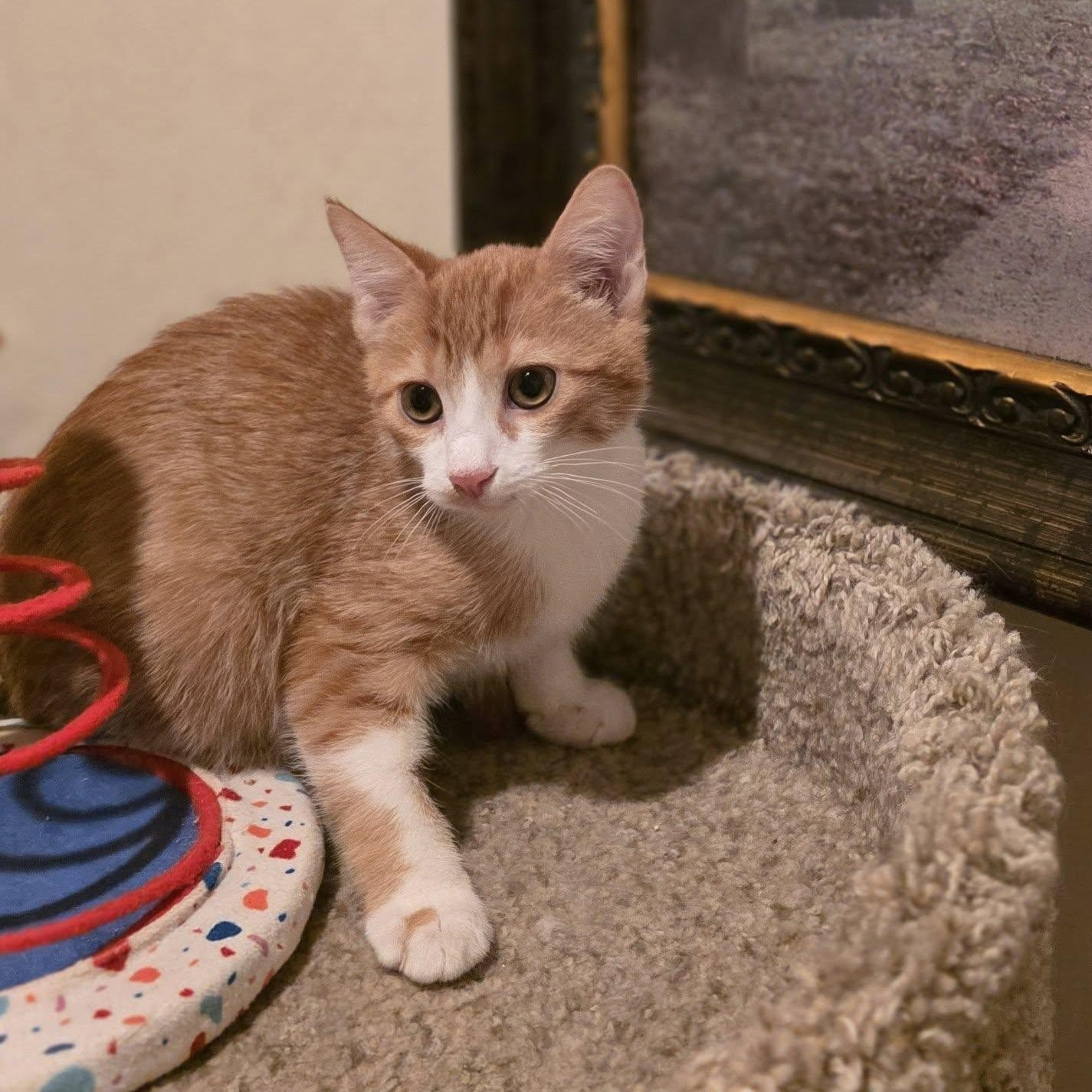 Lancer, adoptable, Kitten Male Domestic Short Hair.