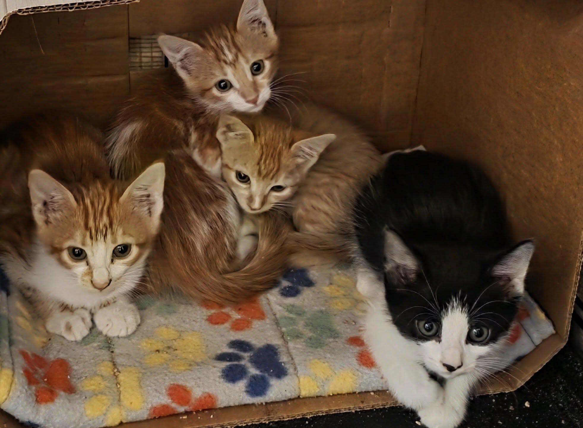 Enlarge Lancer, an adoptable Domestic Short Hair in Queen Creek, AZ image 4/4