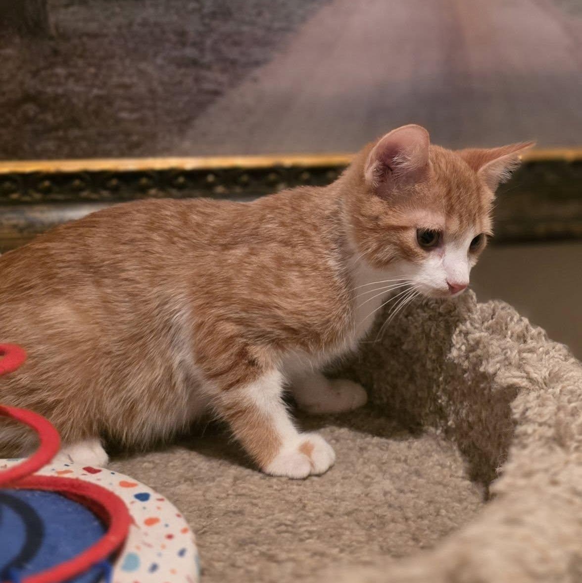 Enlarge Lancer, an adoptable Domestic Short Hair in Queen Creek, AZ image 2/4