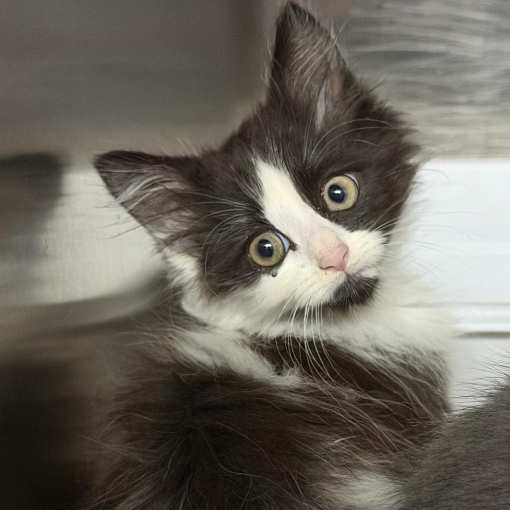 Elowen, Adoptable, Kitten Female Domestic Long Hair.