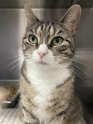 Enlarge Luli, a Adoptable mixed breed in Bridgewater, NJ image 1/1