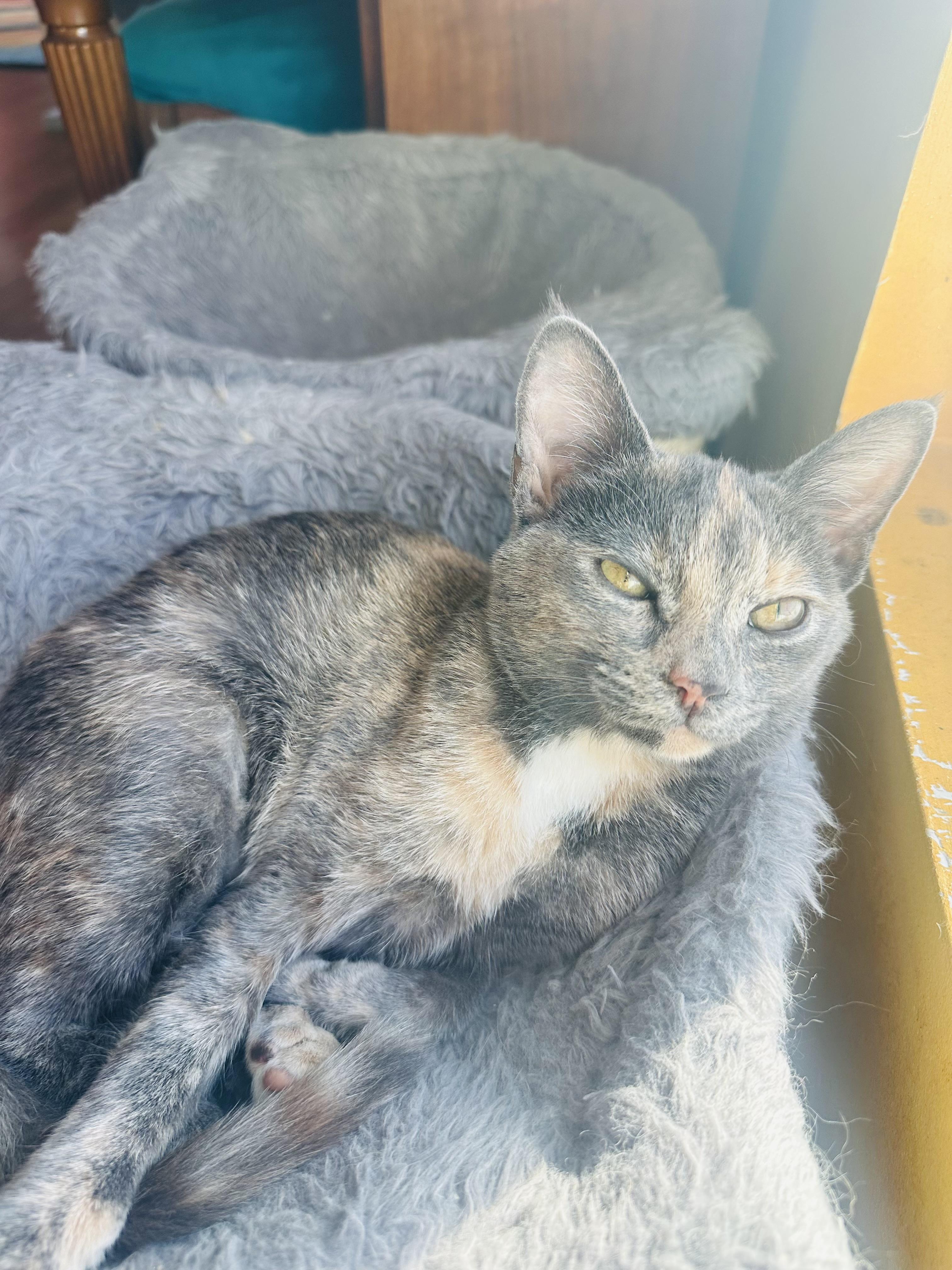 LadyGray, adopted, Young Female Dilute Calico & Dilute Tortoiseshell.