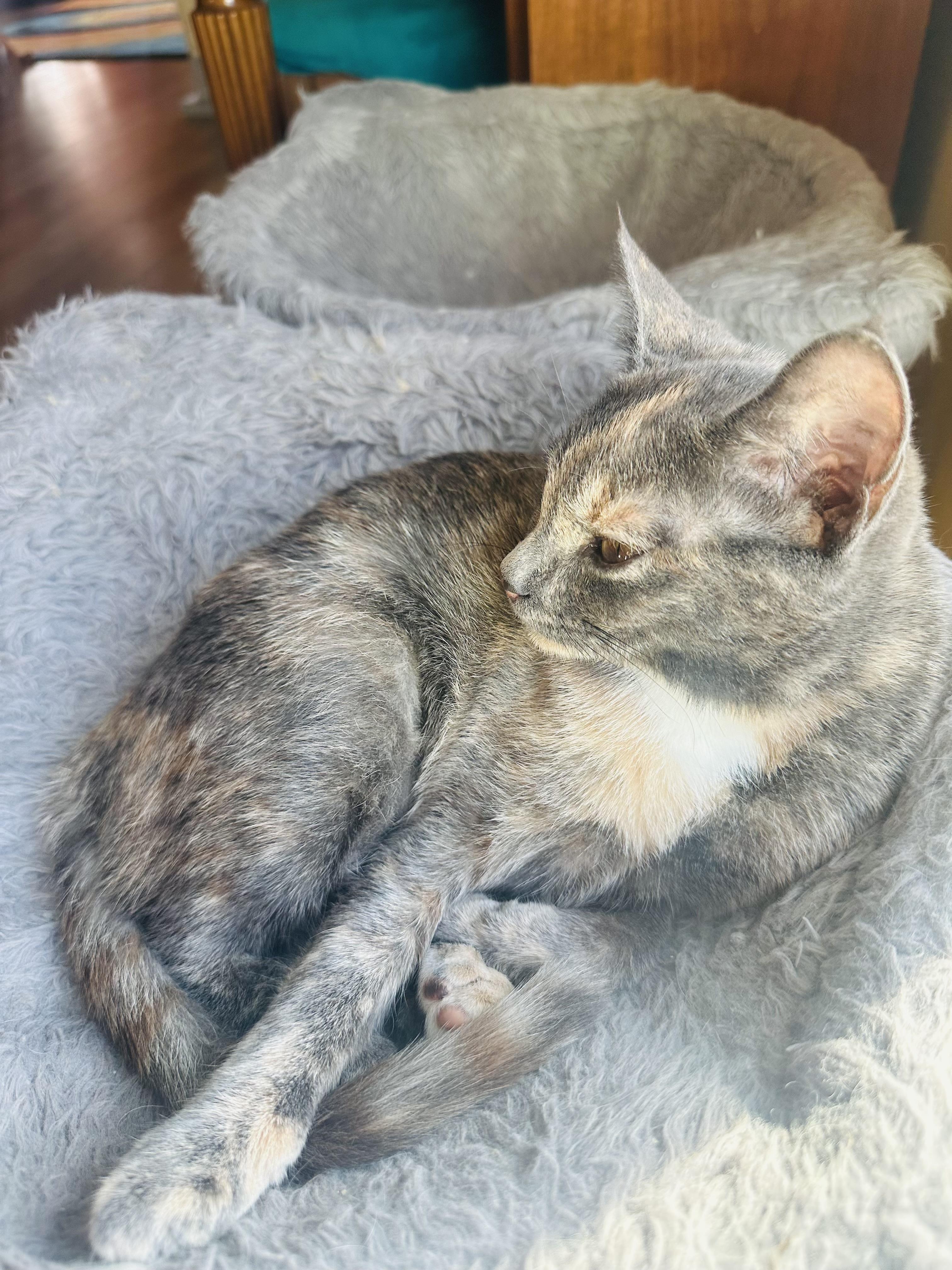 Enlarge LadyGray, an adopted mixed breed in Little River, SC image 3/5