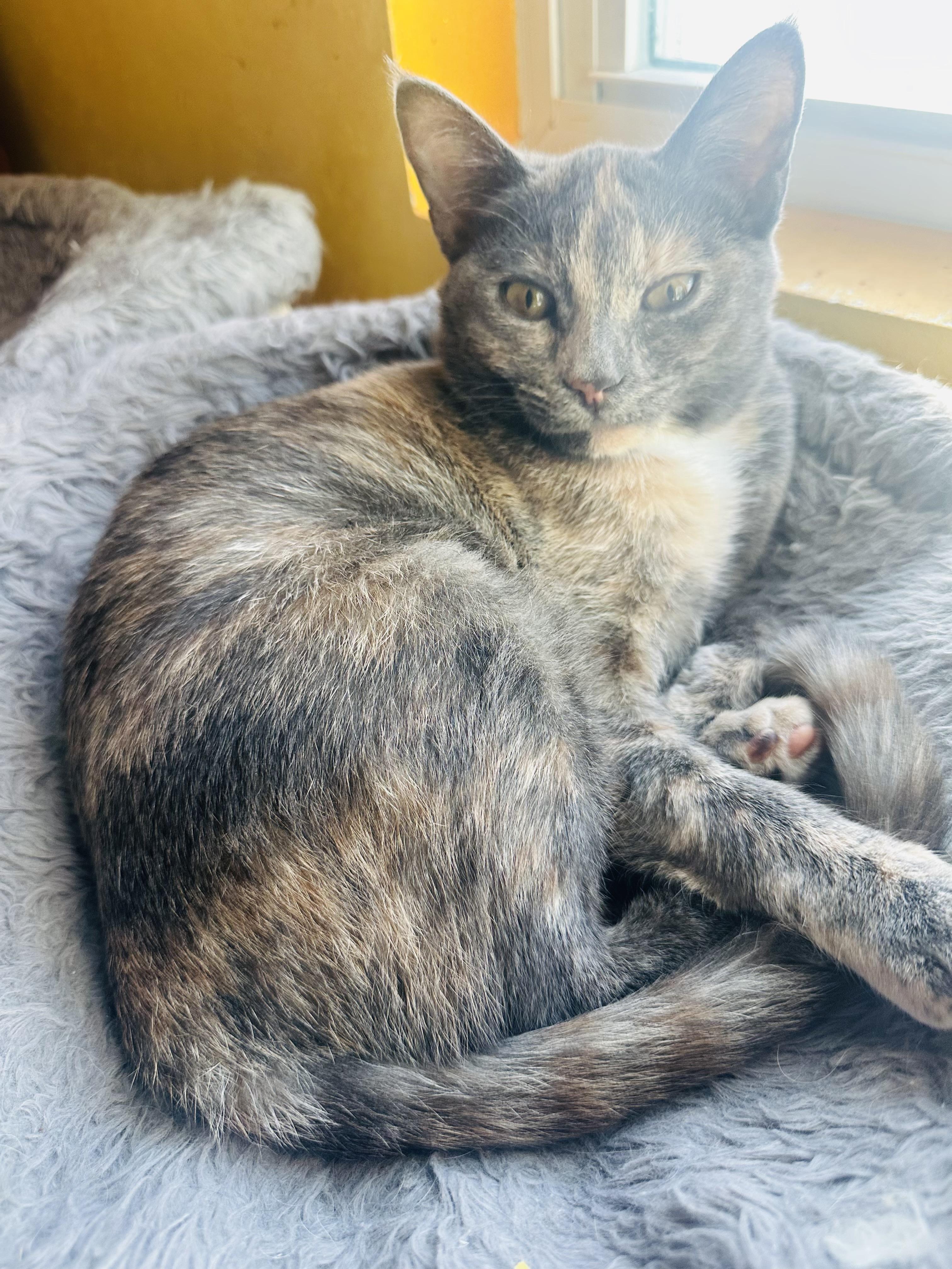 Enlarge LadyGray, an adopted mixed breed in Little River, SC image 4/5