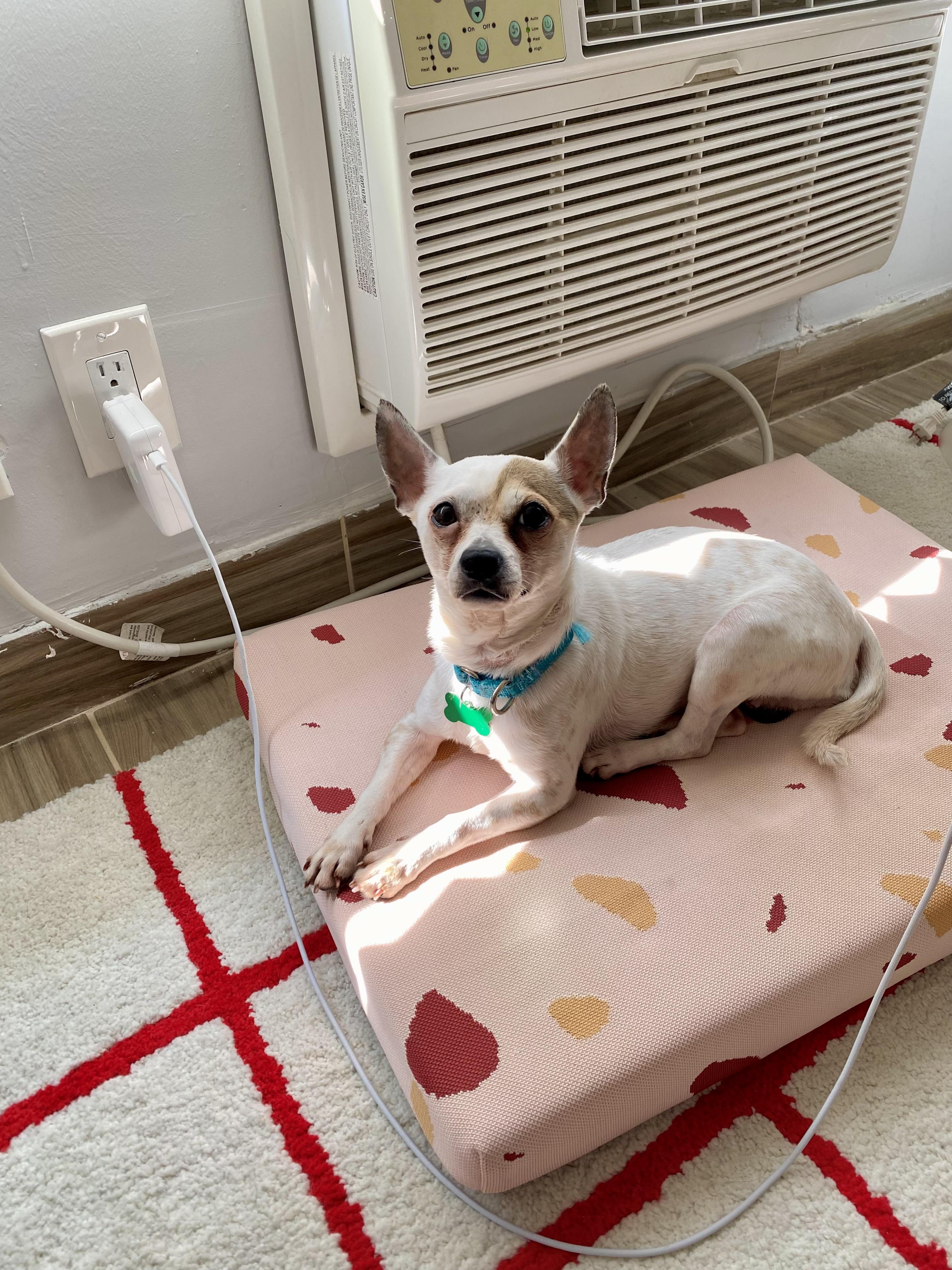Breed Chihuahua mix Age 4 yrs Weight 12 lbs Good with dogs yes Good with c