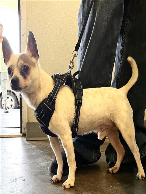 Breed Chihuahua mix Age 4 yrs Weight 12 lbs Good with dogs yes Good with cats unsure Good wit
