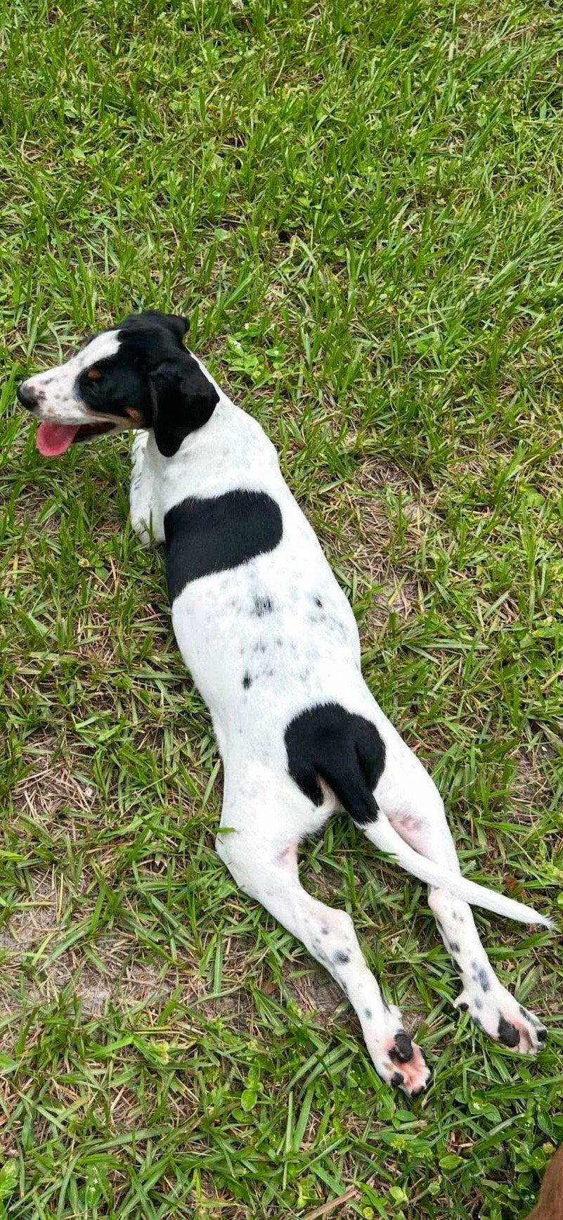 Leonard - Puppy of Pennie, Adoptable, Puppy Male Irish Setter & Dachshund.