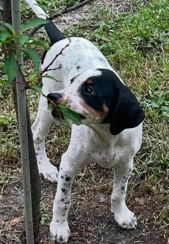 Enlarge Leonard - Puppy of Pennie, a Adoptable mixed breed in Osteen, FL image 2/3