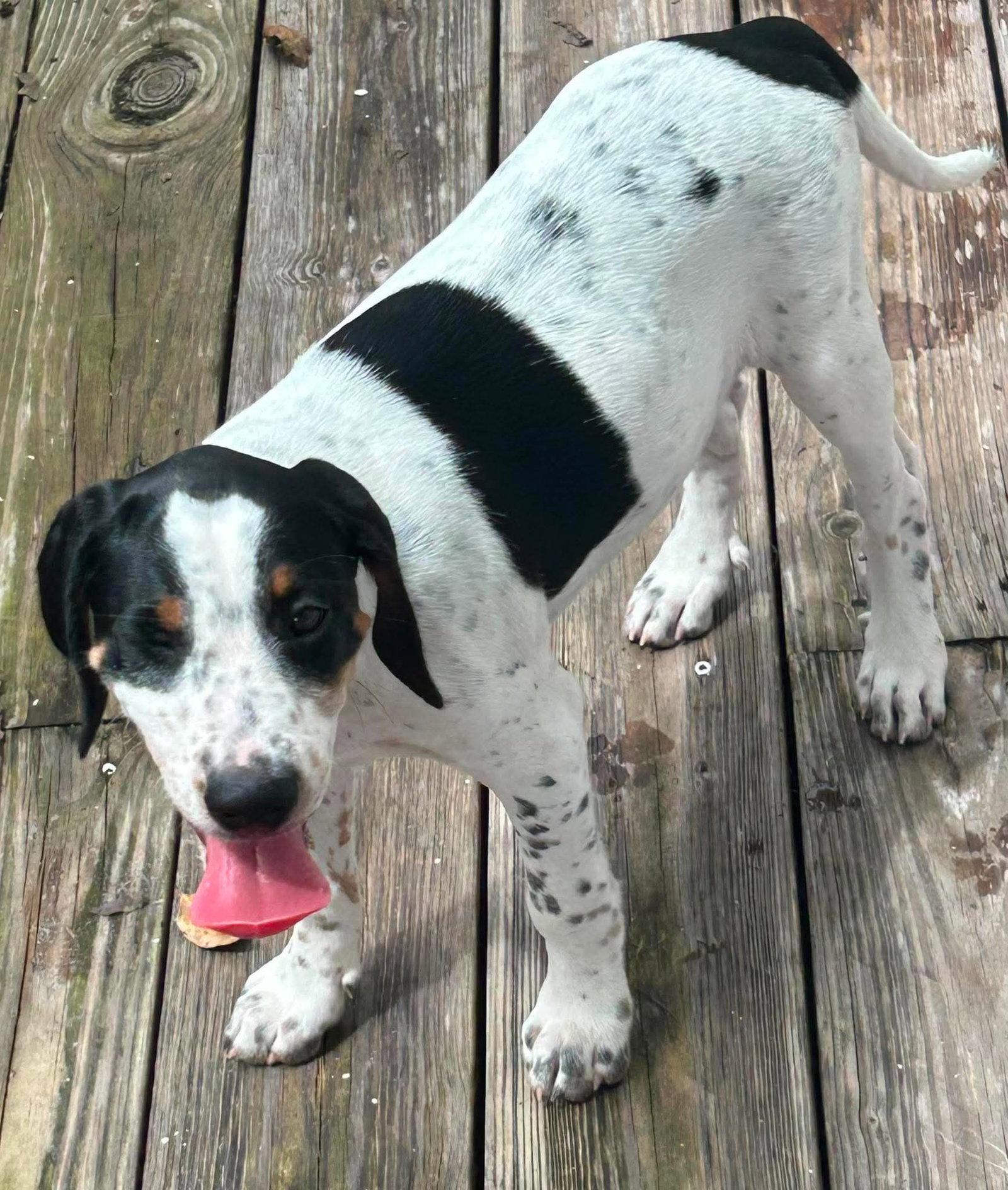 Enlarge Leonard - Puppy of Pennie, a Adoptable mixed breed in Osteen, FL image 3/3