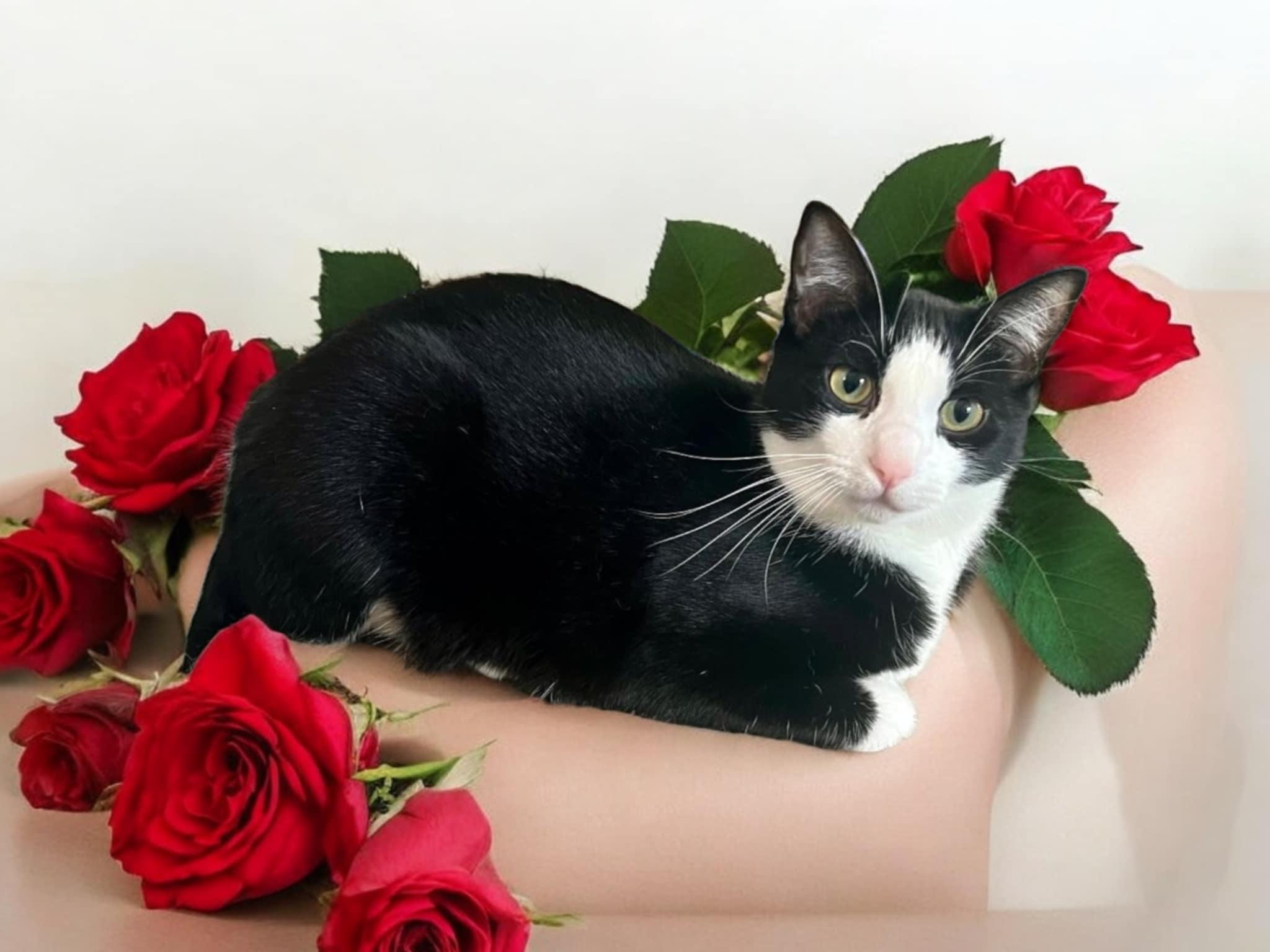 Enlarge Oreo, a Adoptable Domestic Short Hair in Gilroy, CA image 1/5